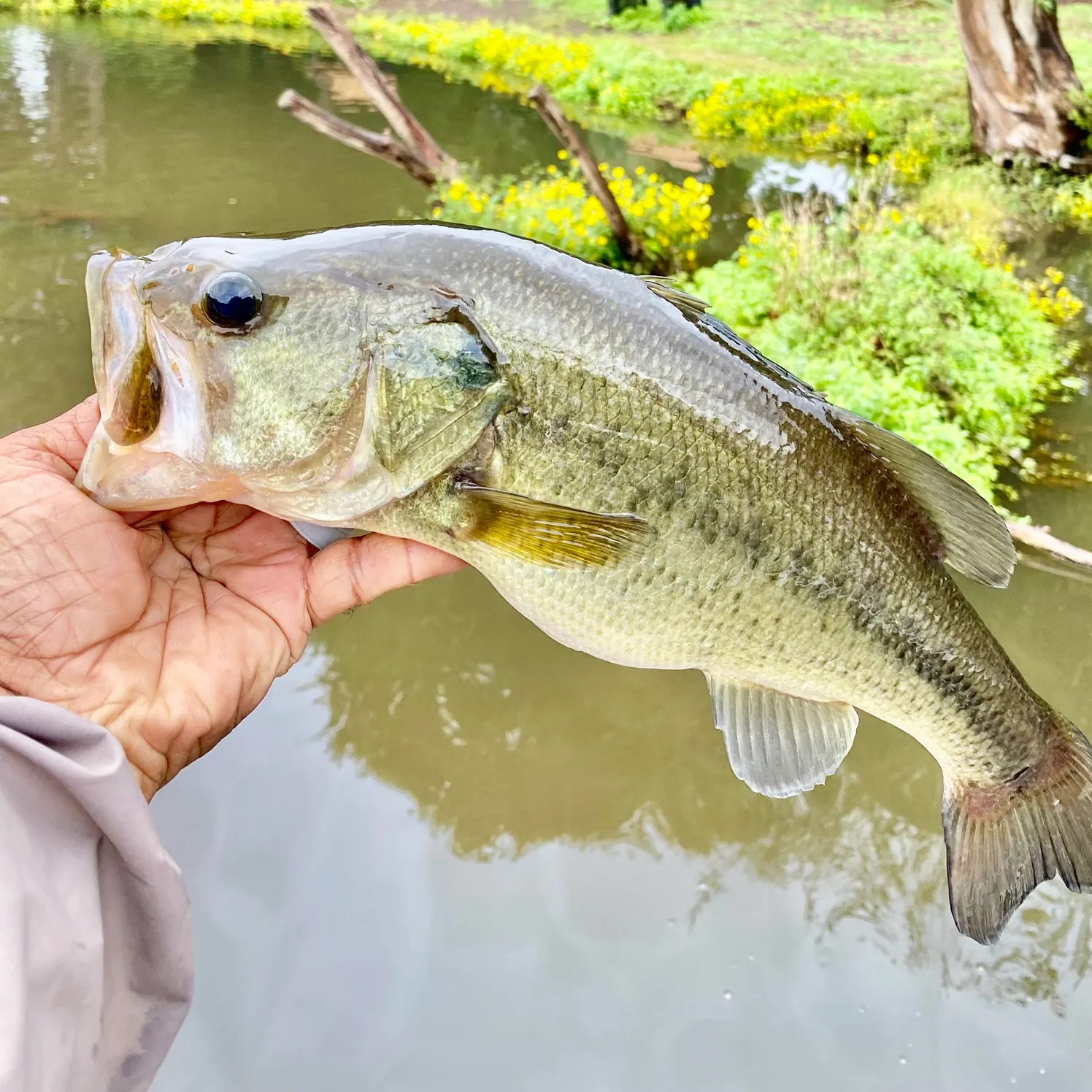Largemouth bass caught on Fishbrain