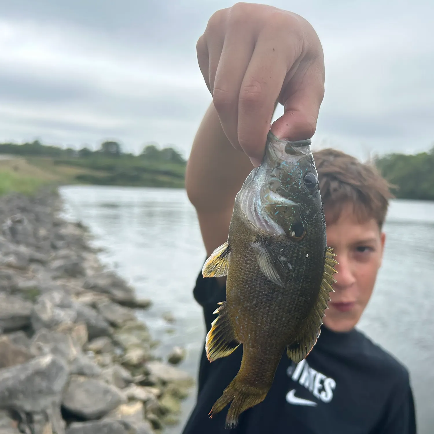 Green sunfish caught on Fishbrain