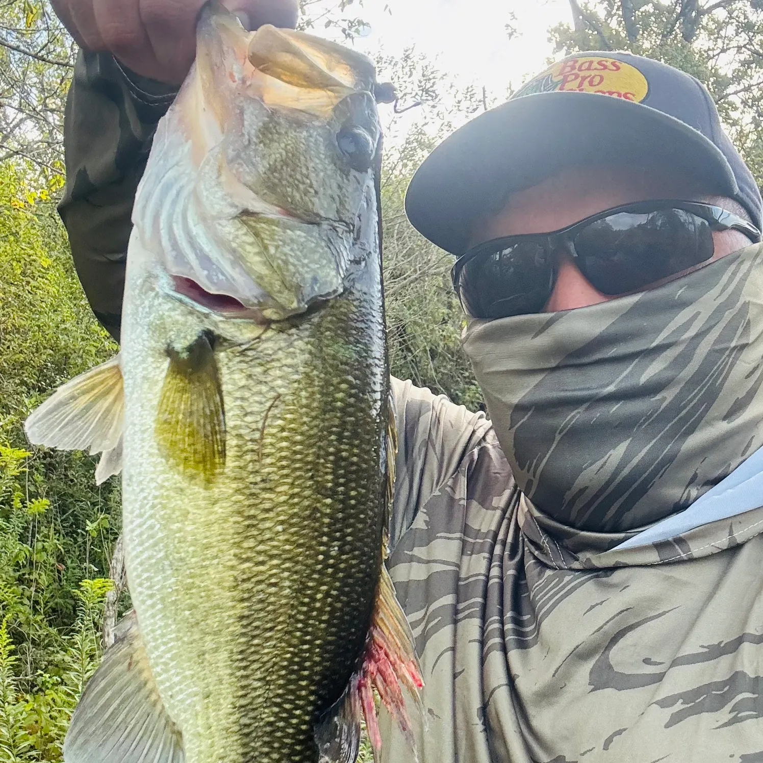 Largemouth bass caught on Fishbrain
