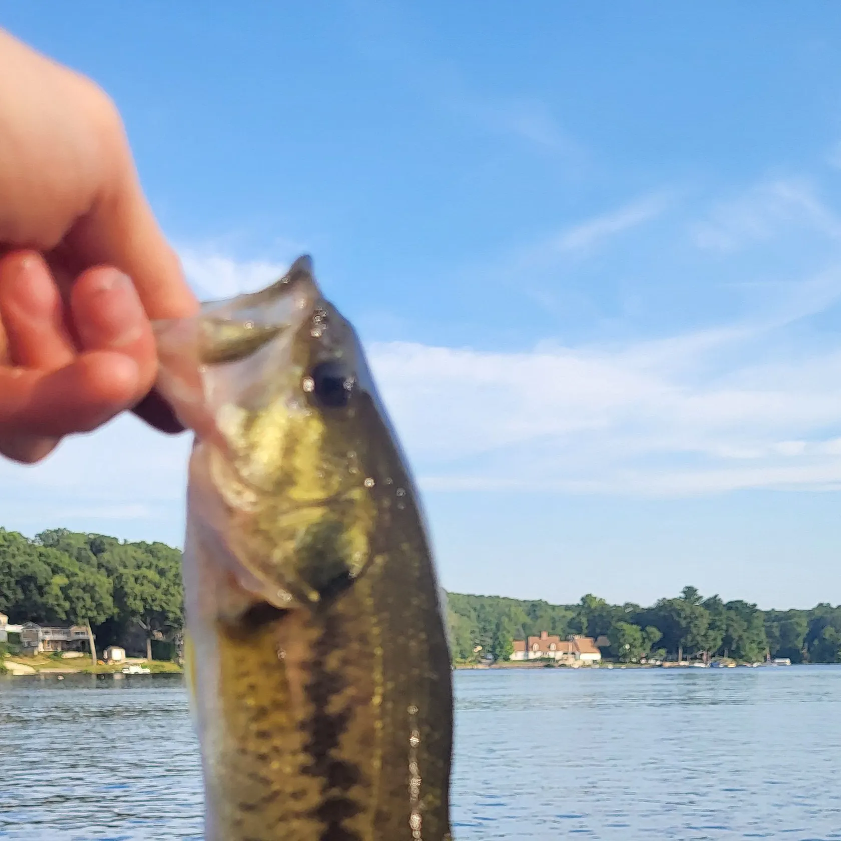 Largemouth bass caught on Fishbrain