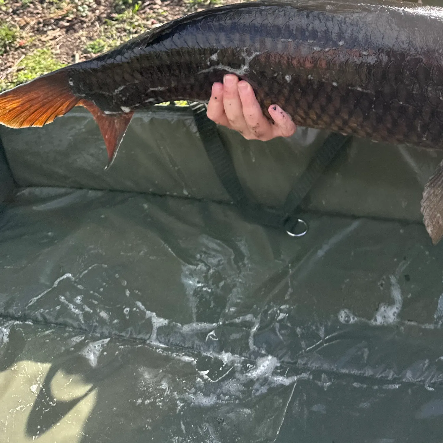 Common carp caught on Fishbrain