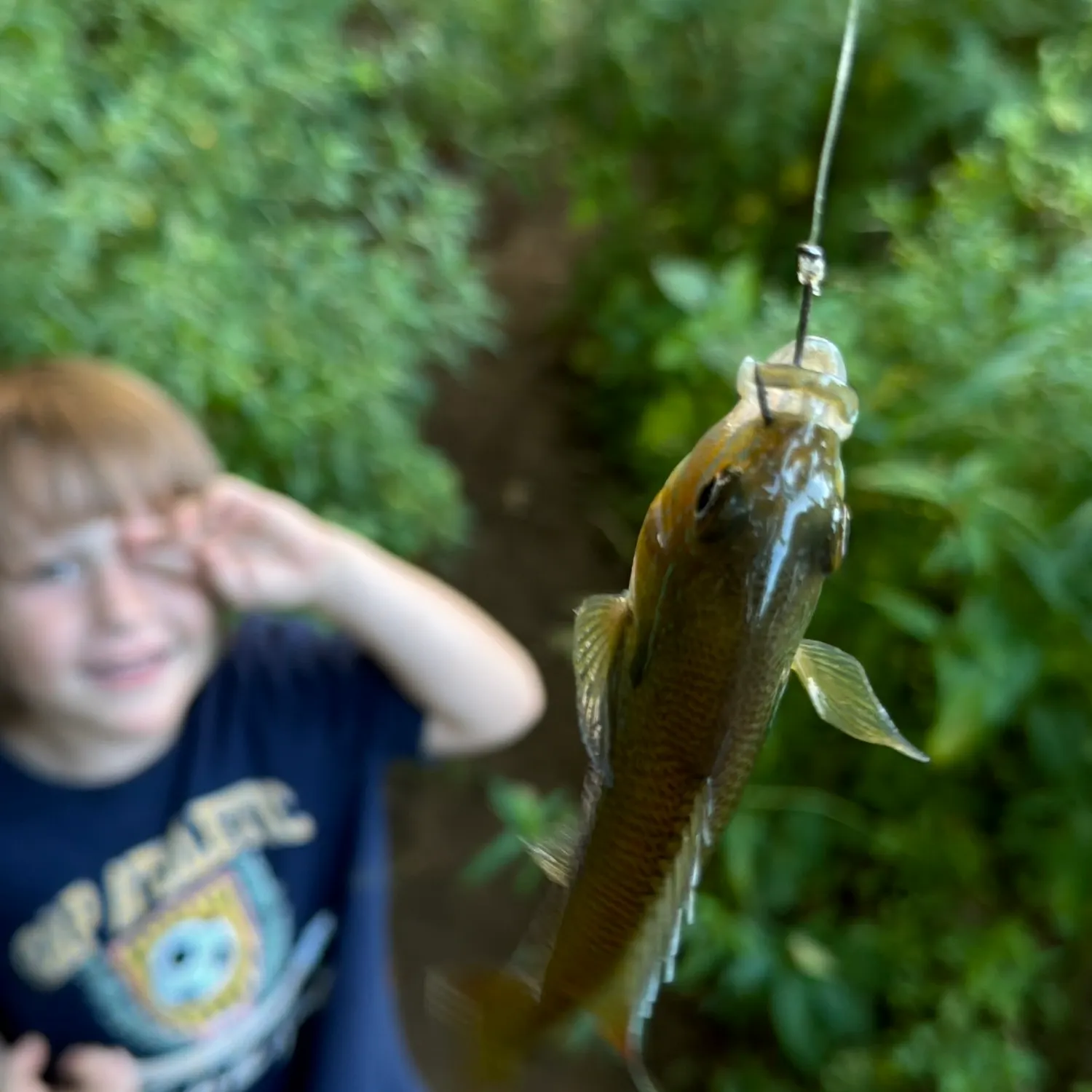 Bluegill caught on Fishbrain