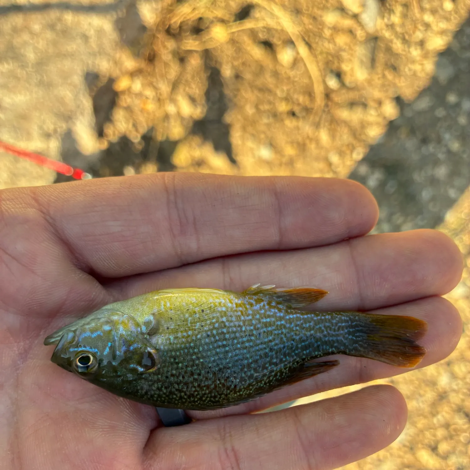 Green sunfish caught on Fishbrain