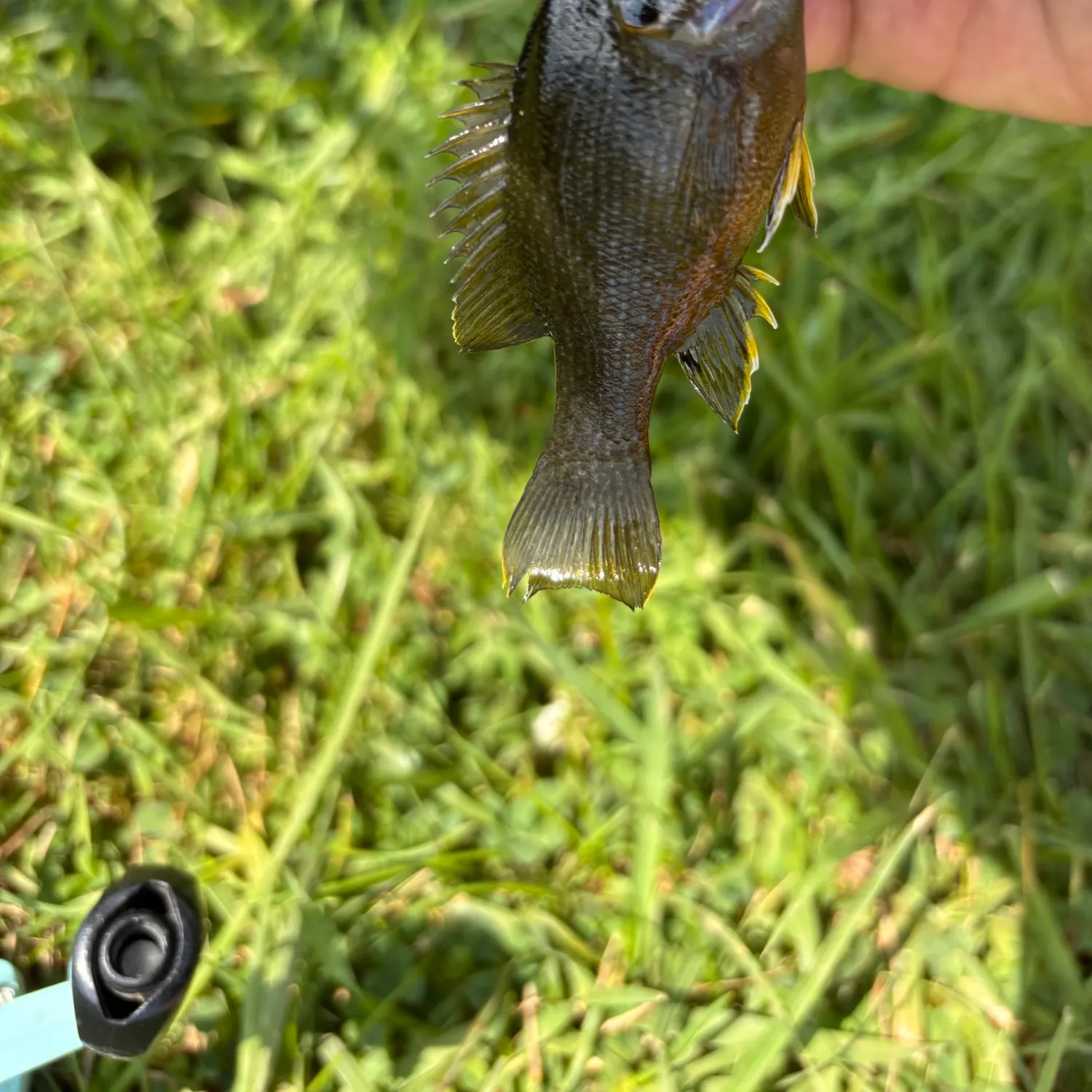 Greengill hybrid caught on Fishbrain