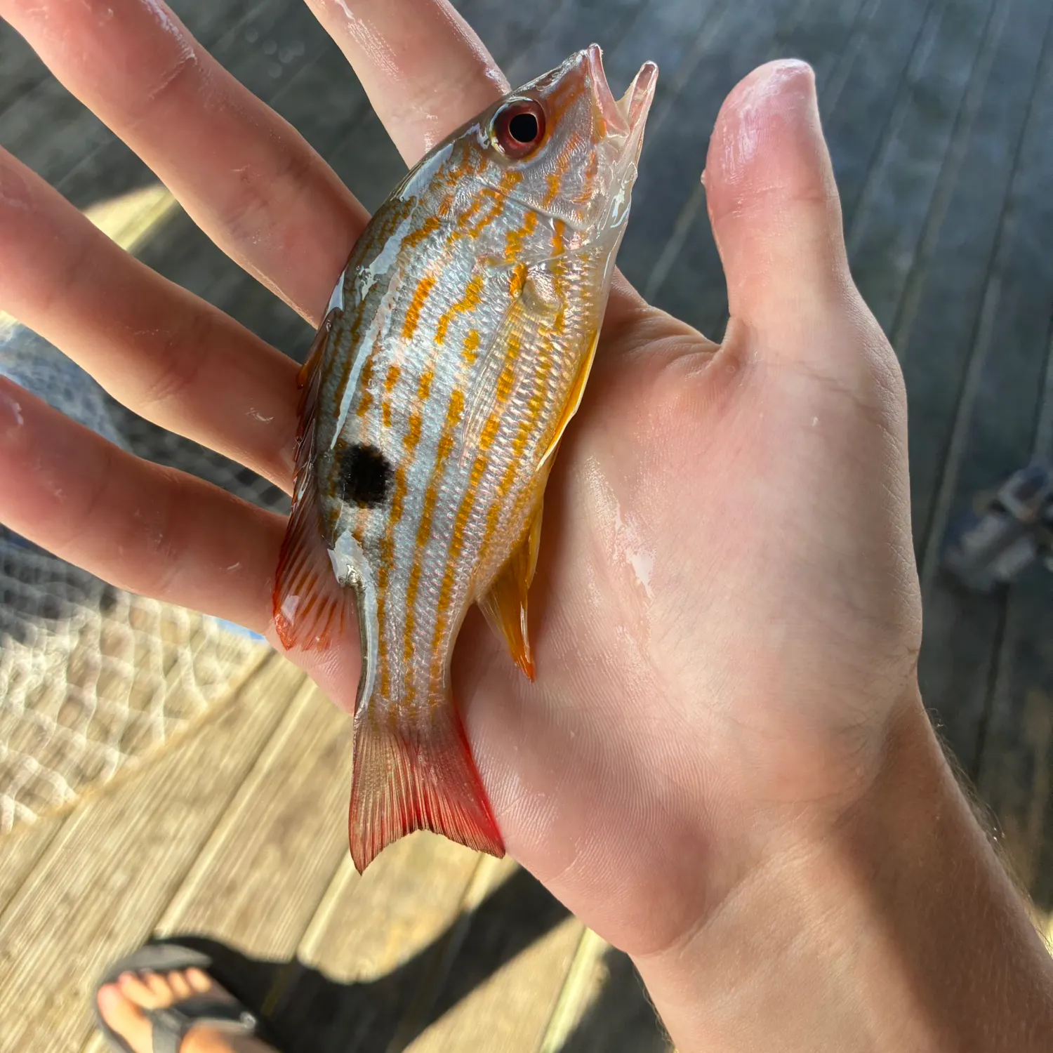 The most recent Lane snapper catches on Fishbrain