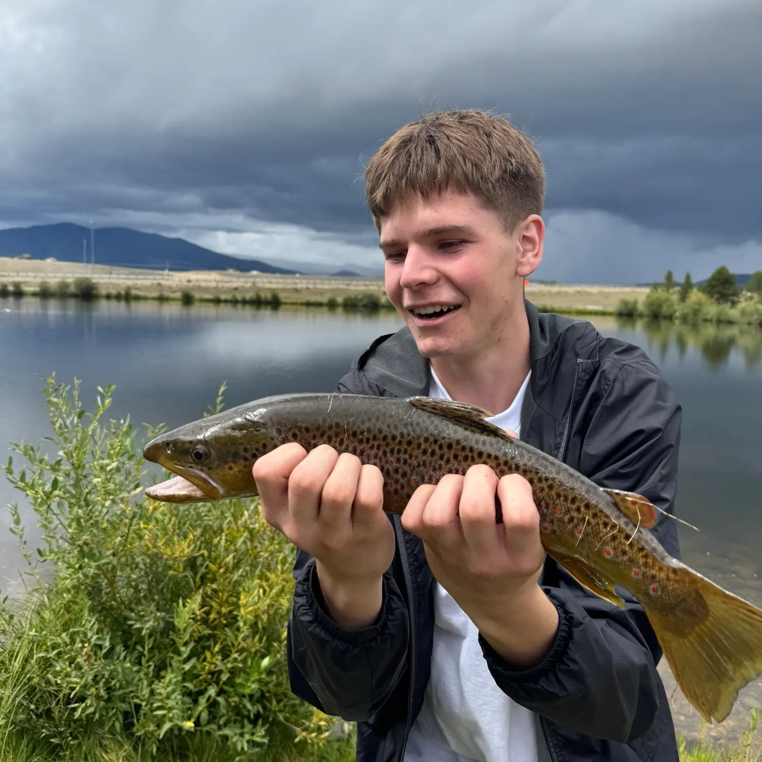 Brown trout caught on Fishbrain