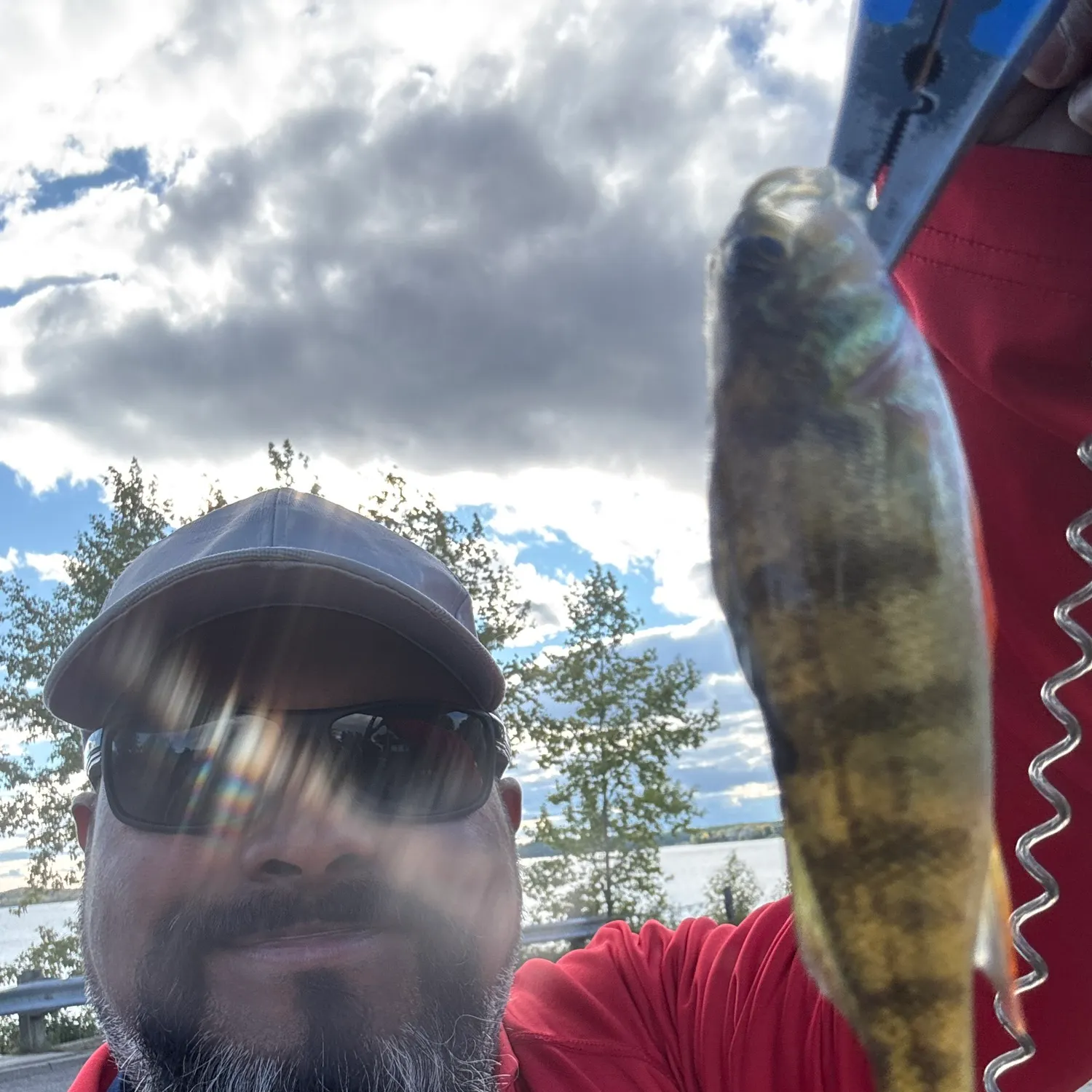 Yellow perch caught on Fishbrain
