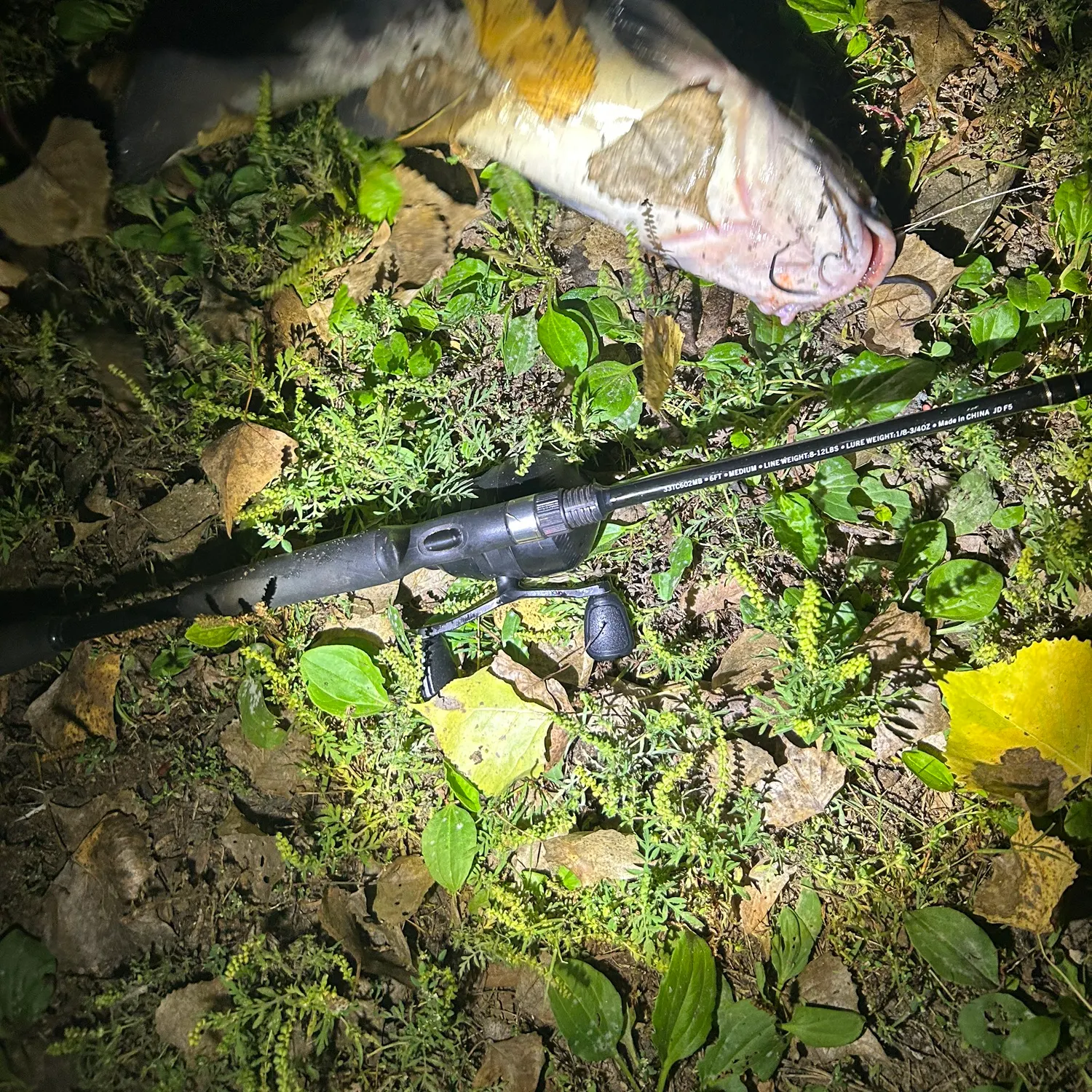 Channel catfish caught on Fishbrain