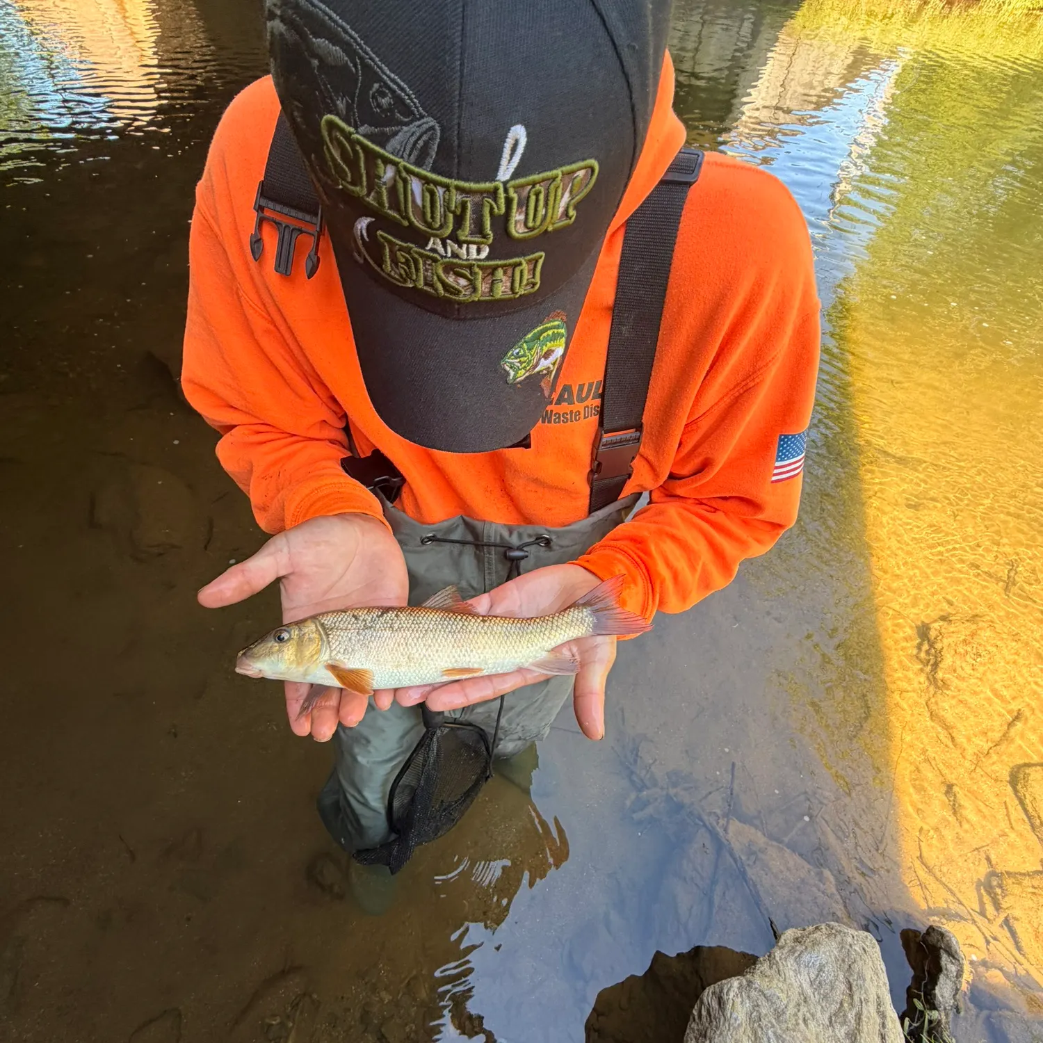 The most recent Spotted sucker catches on Fishbrain