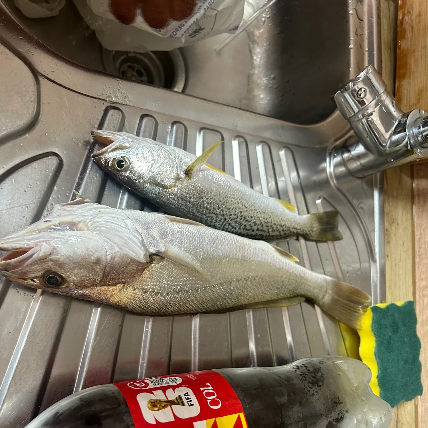 Gray weakfish caught on Fishbrain