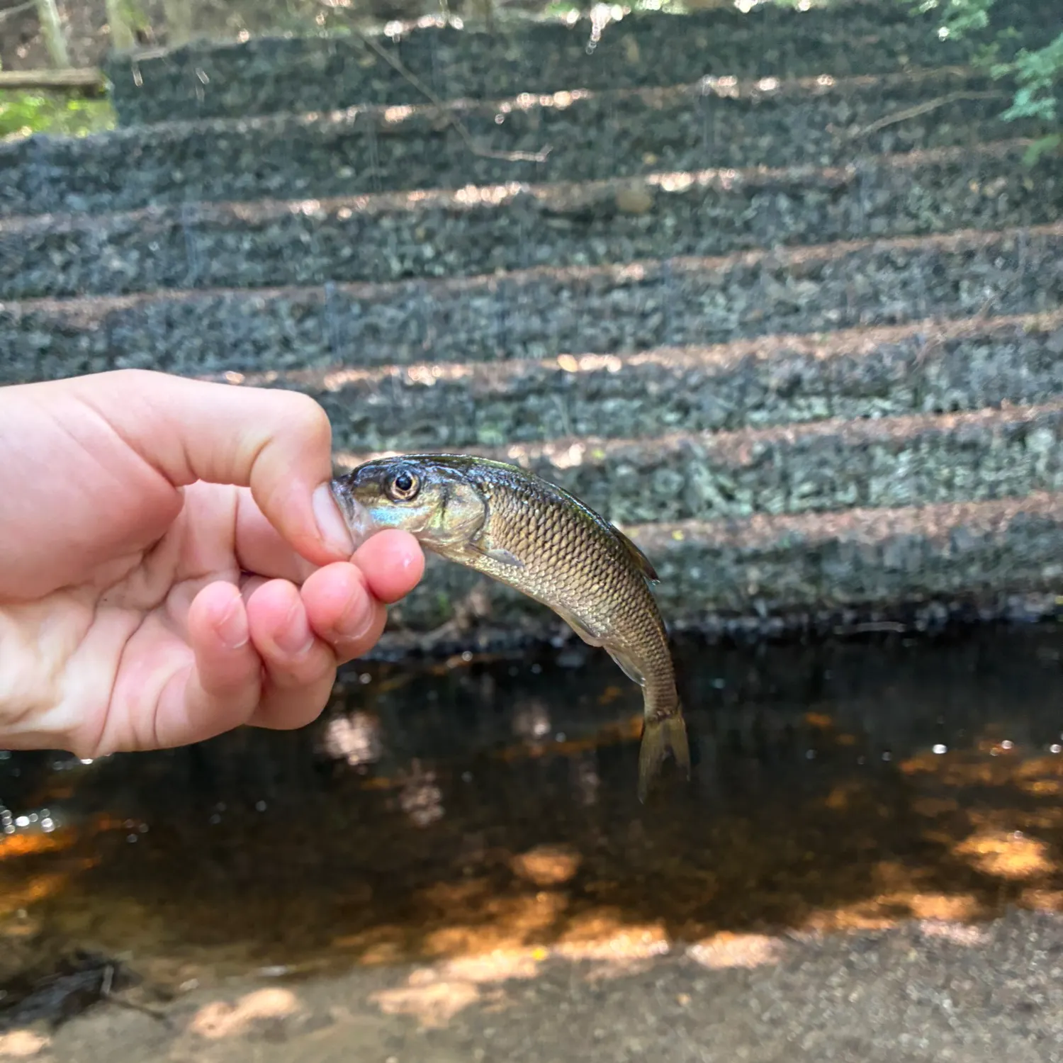 The most recent Fallfish catches on Fishbrain