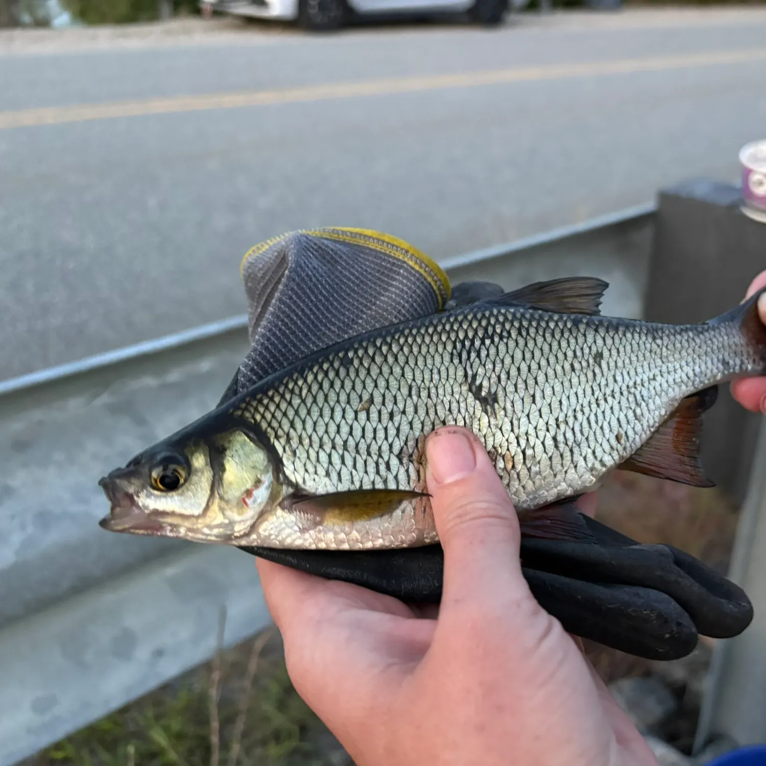 Golden shiner caught on Fishbrain