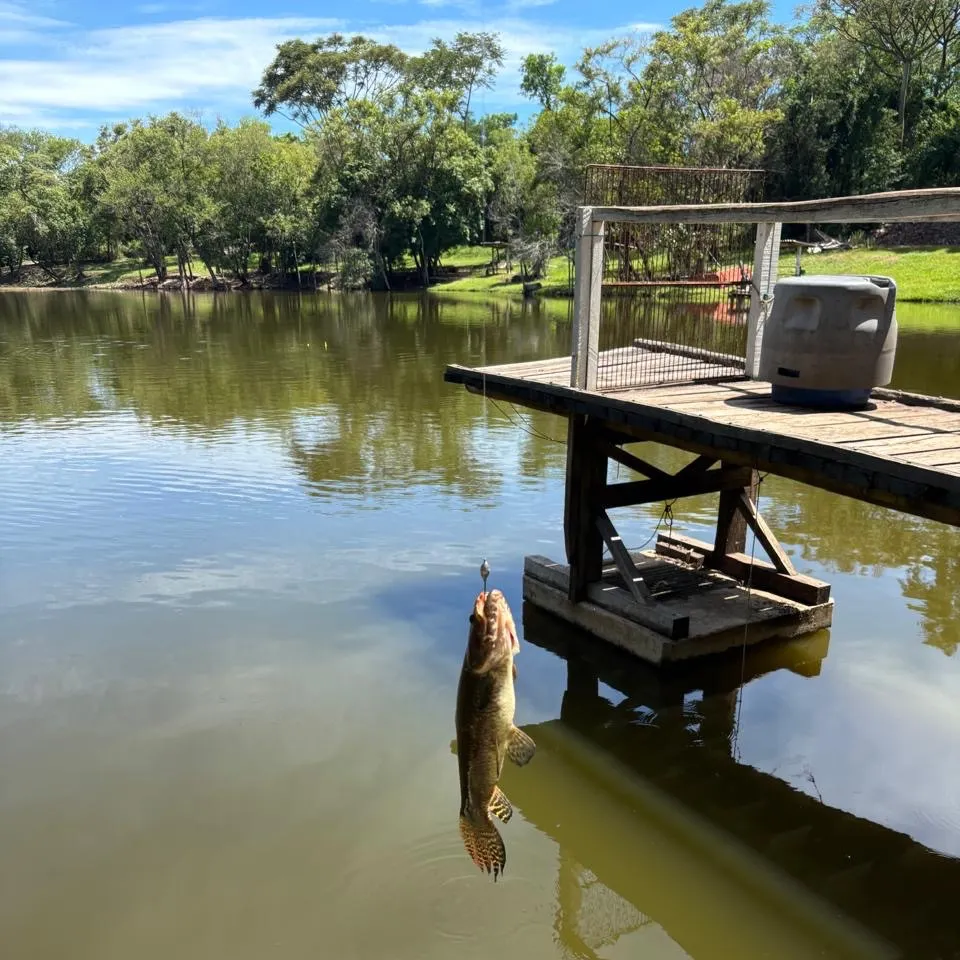 The most recent Trahira catches on Fishbrain