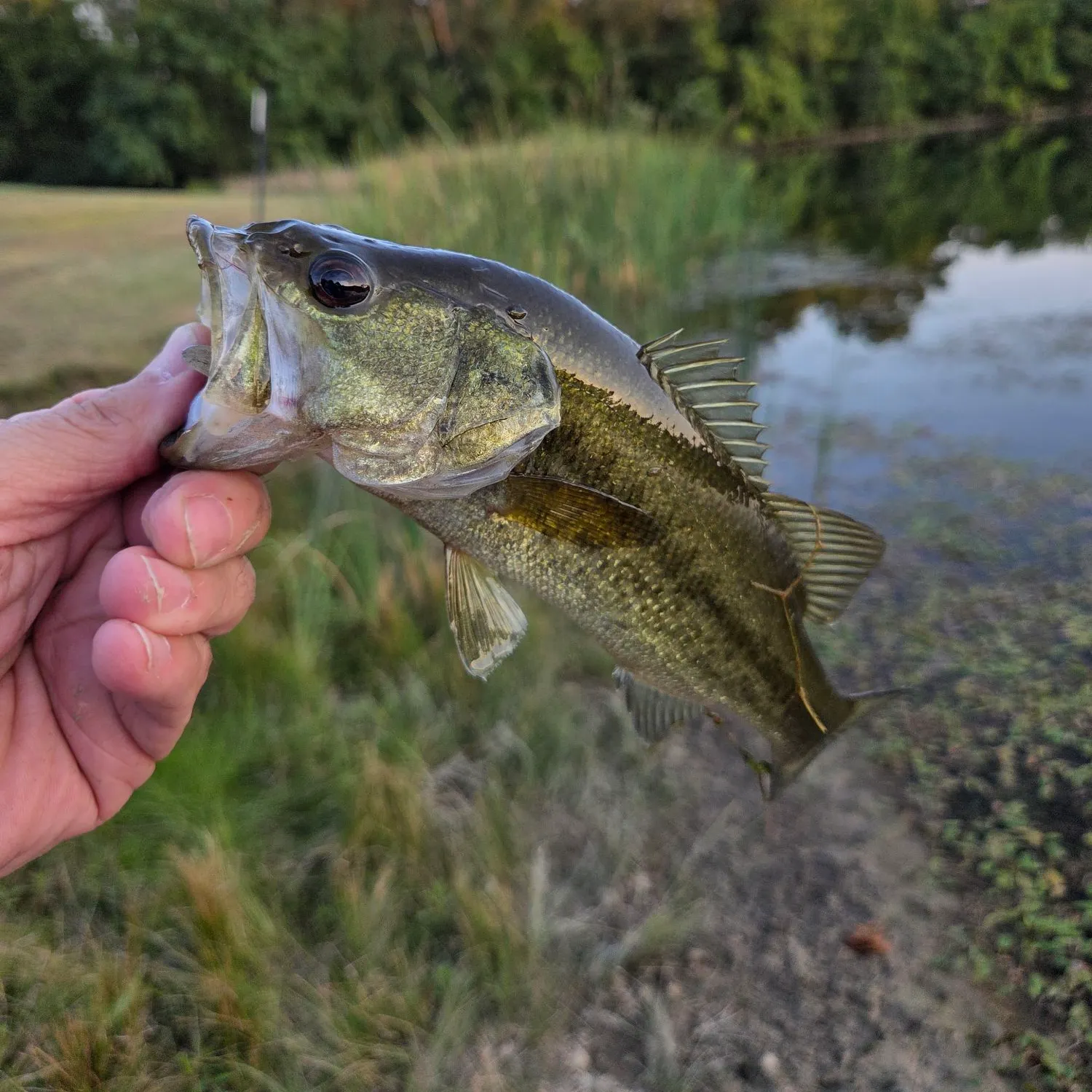Largemouth bass caught on Fishbrain