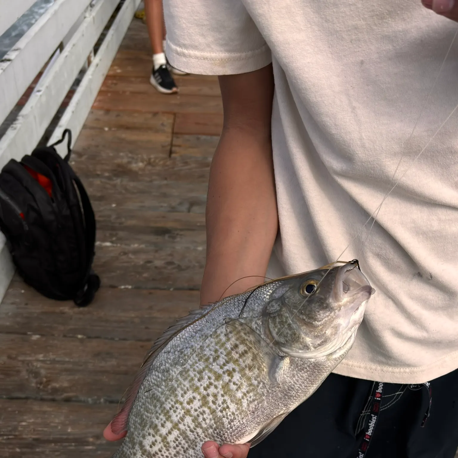 The most recent Barred surfperch catches on Fishbrain