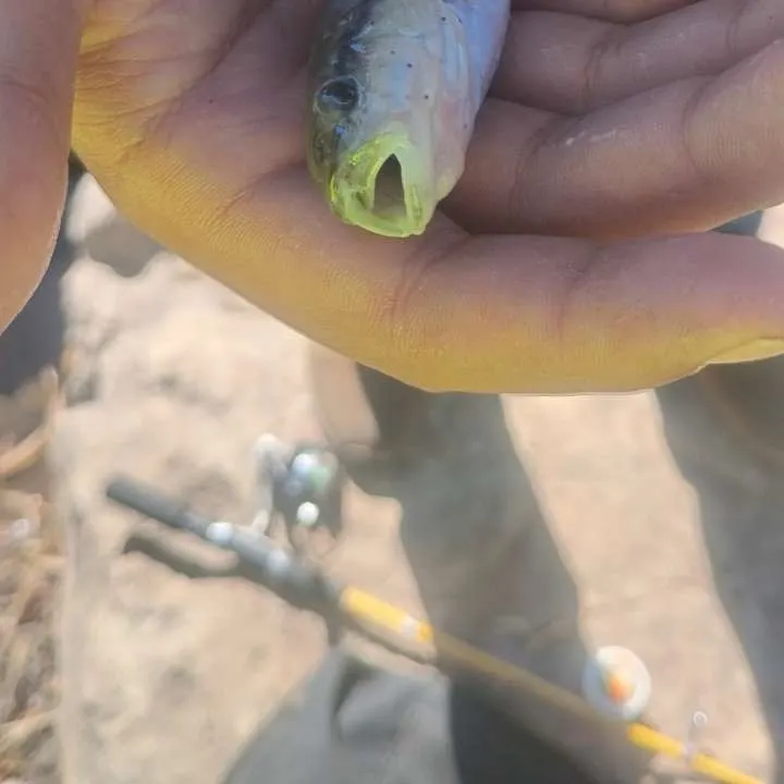 Creek chub caught on Fishbrain