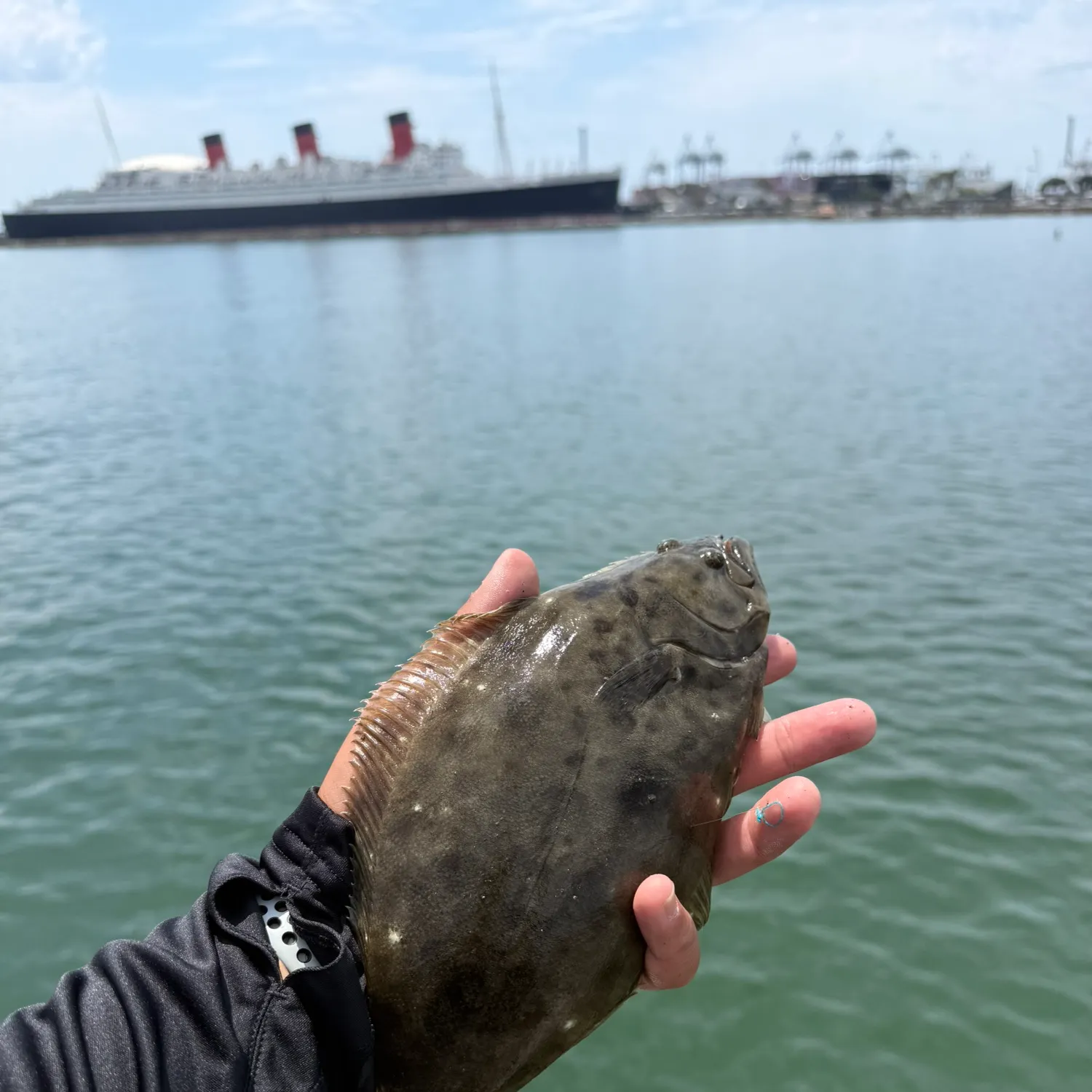 California halibut caught on Fishbrain