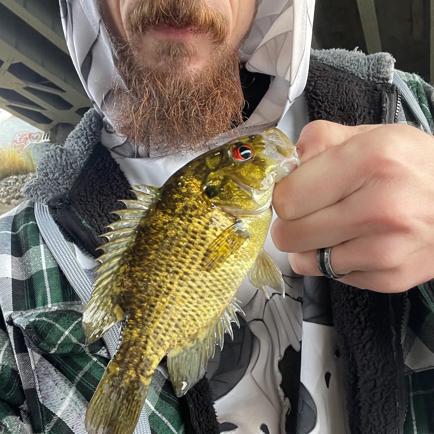 The most recent Rock bass catches on Fishbrain