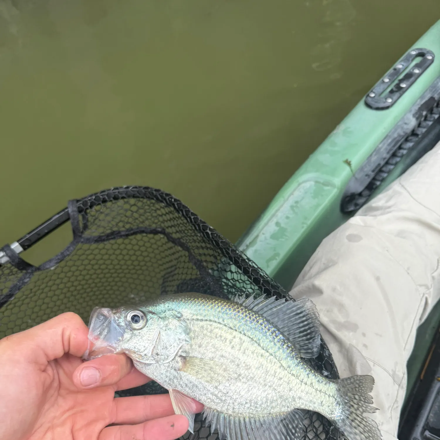 Black crappie caught on Fishbrain