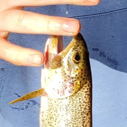 Coastal cutthroat trout caught on Fishbrain
