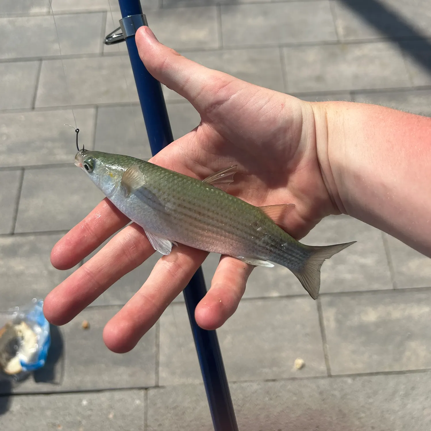 The most recent South African striped mullet catches on Fishbrain