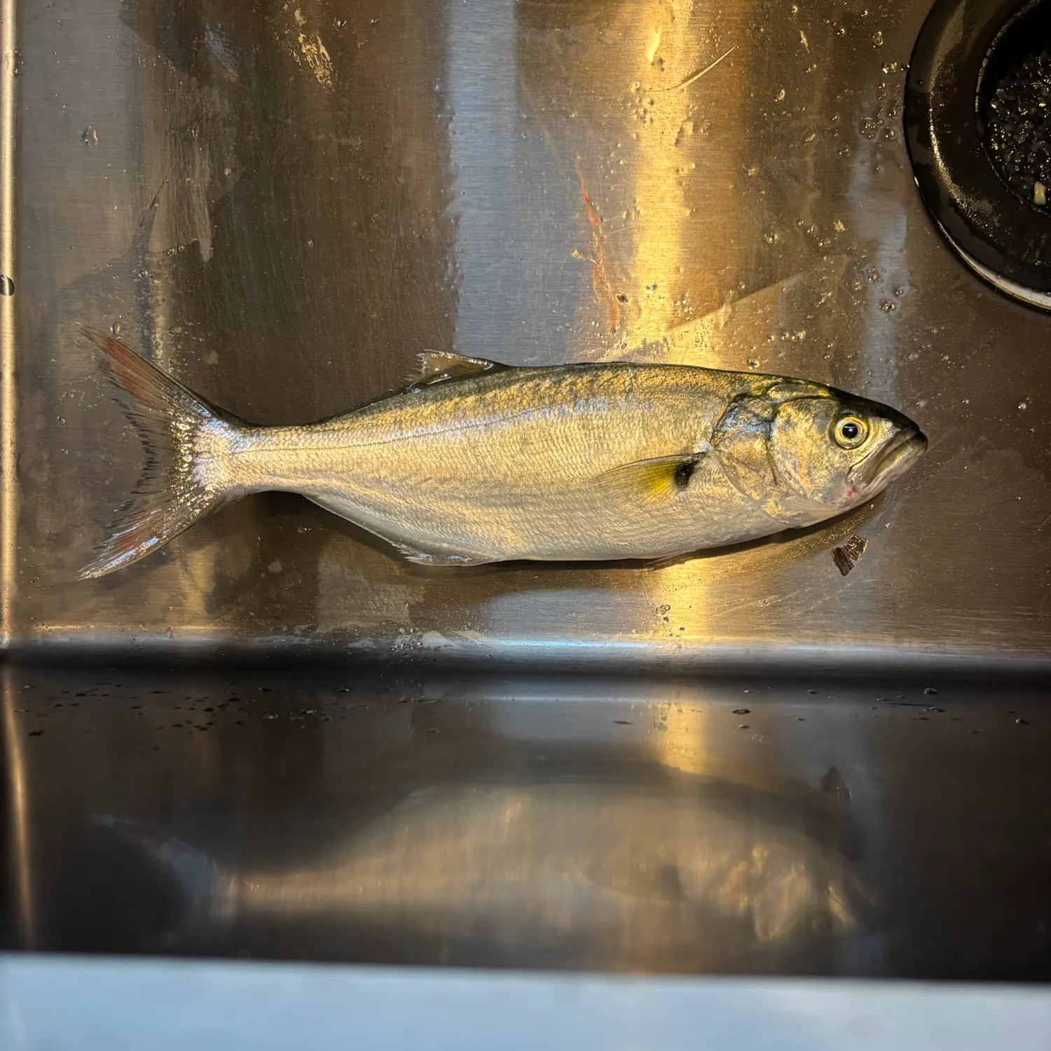 Bluefish caught on Fishbrain