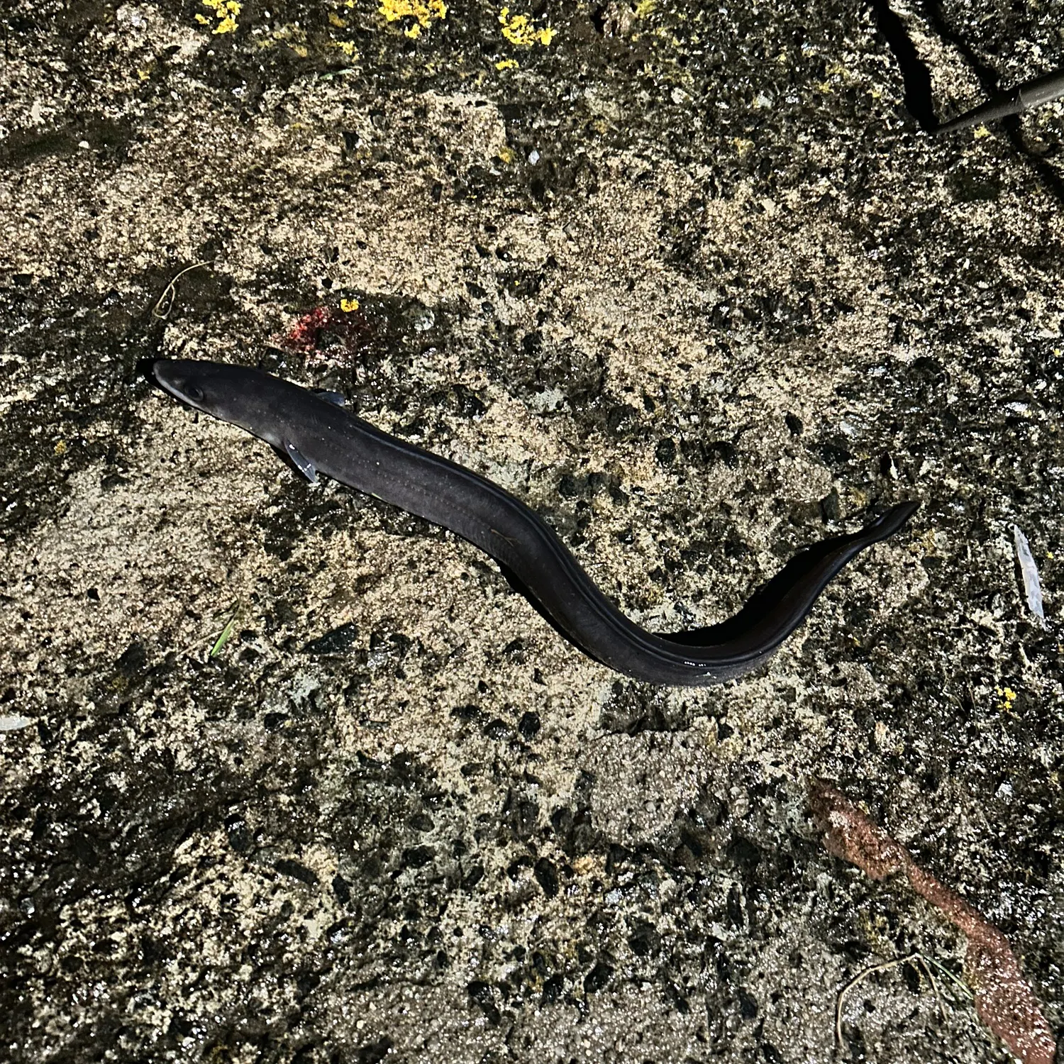 The most recent European conger catches on Fishbrain