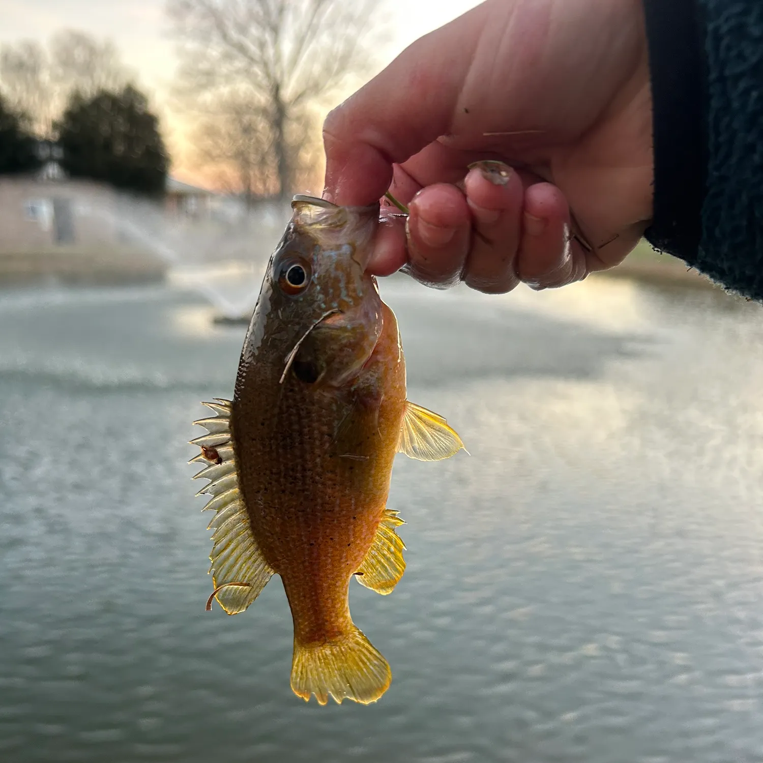 The most recent Green sunfish catches on Fishbrain
