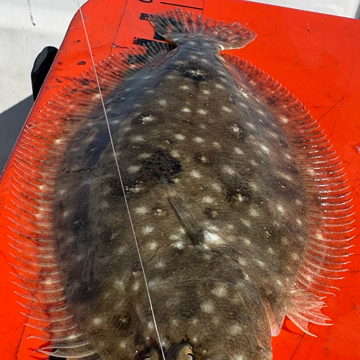The most recent Stone Flounder catches on Fishbrain