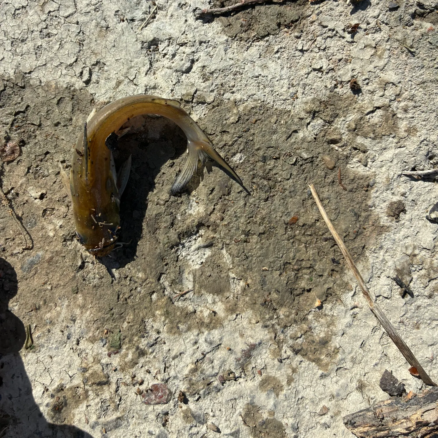 The most recent Dewfish catches on Fishbrain