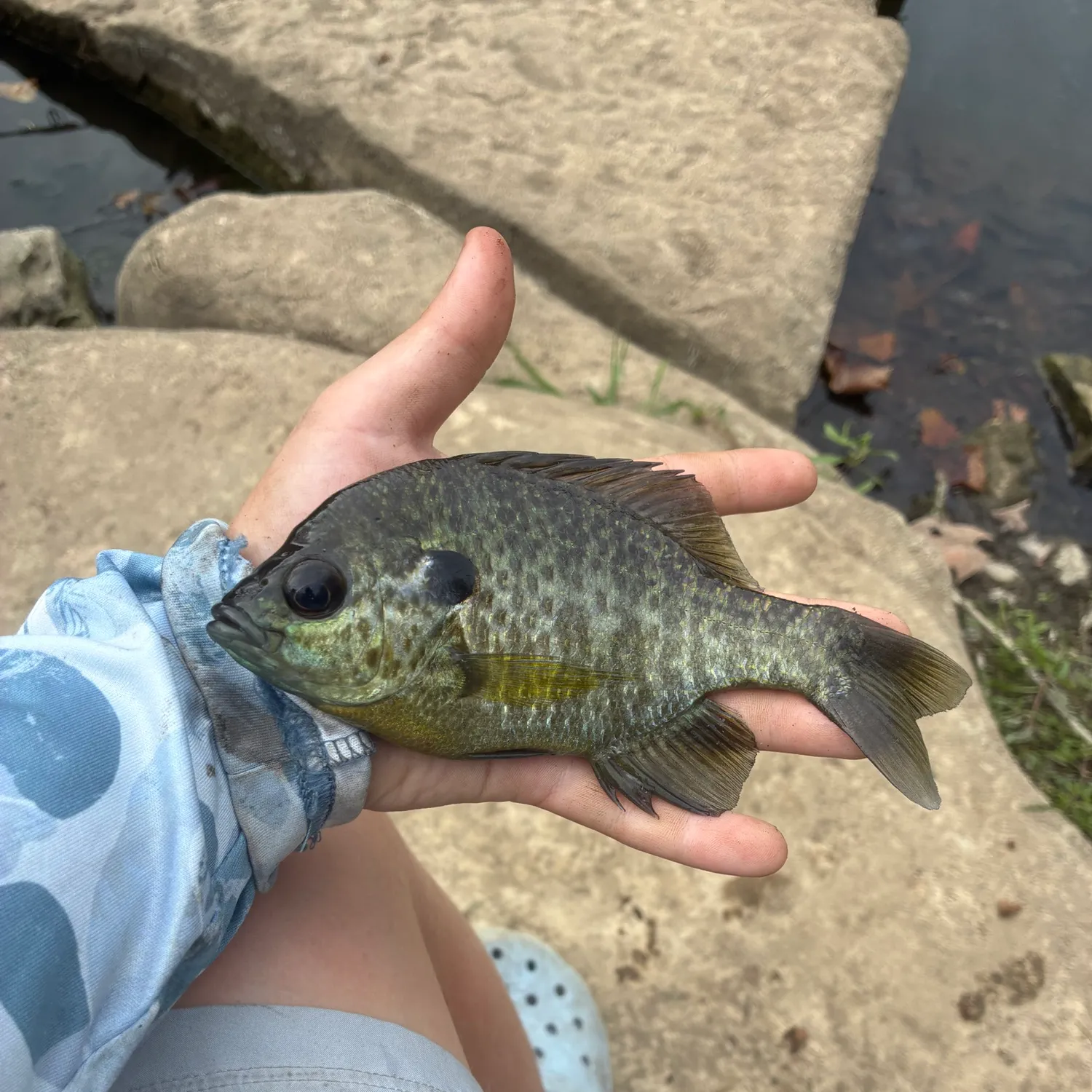 Redear sunfish caught on Fishbrain