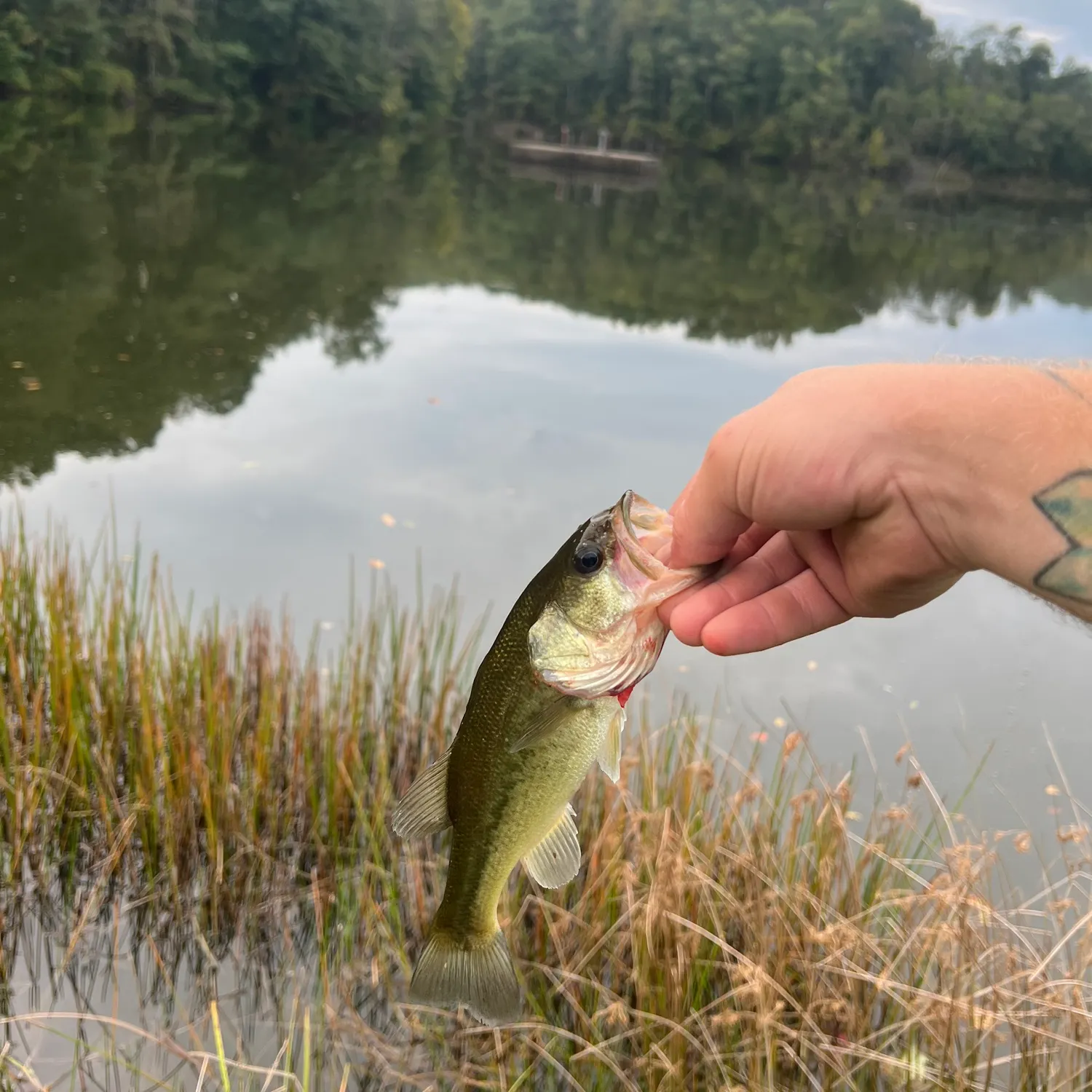 Largemouth bass caught on Fishbrain