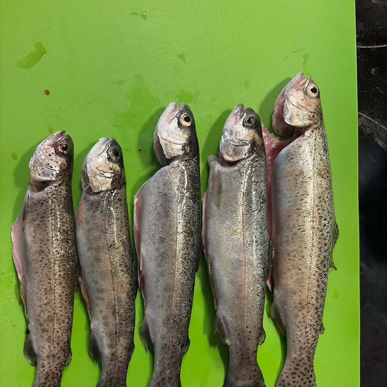 recently logged catches