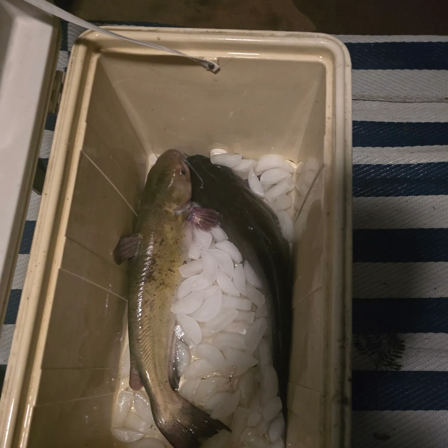 Channel catfish caught on Fishbrain