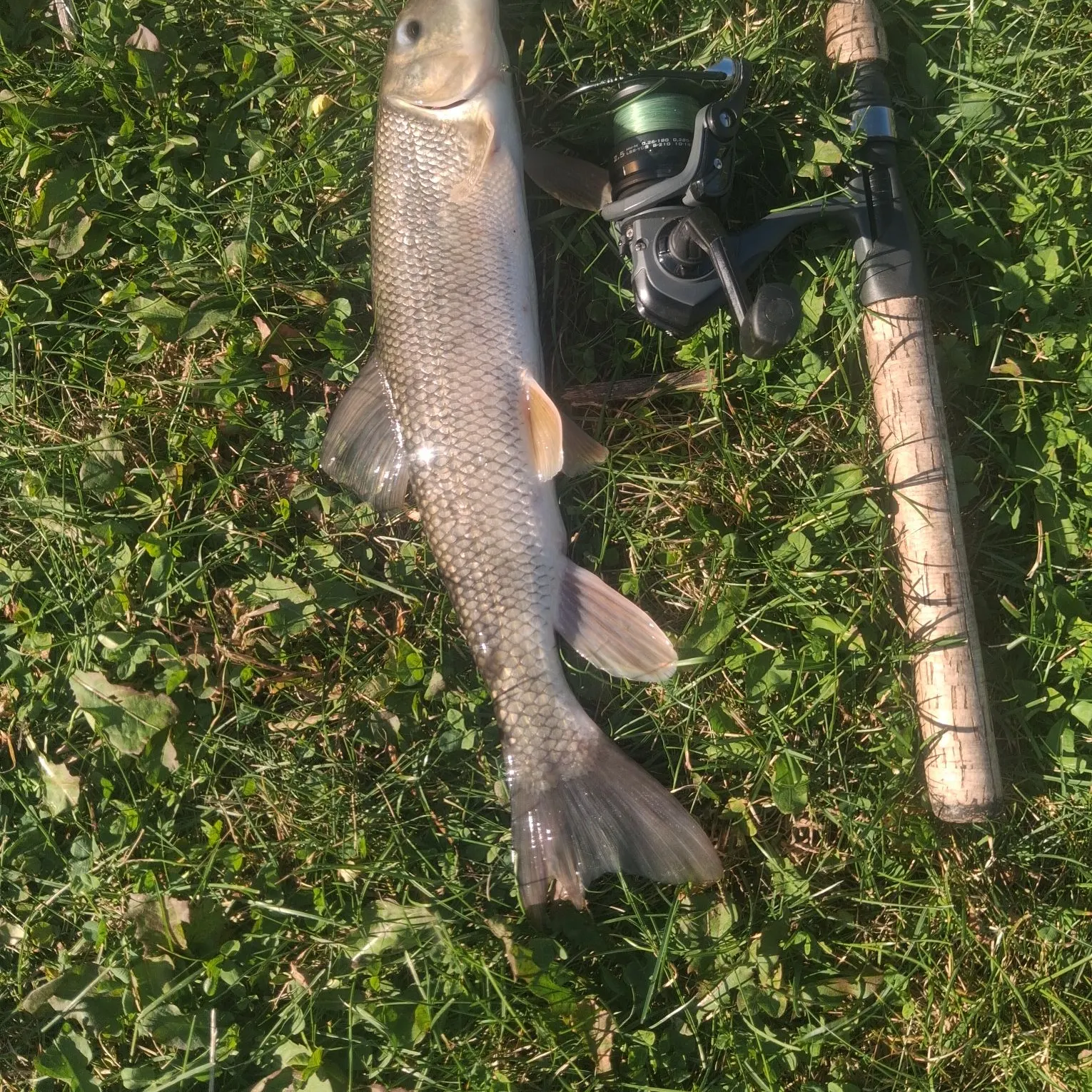 White sucker caught on Fishbrain