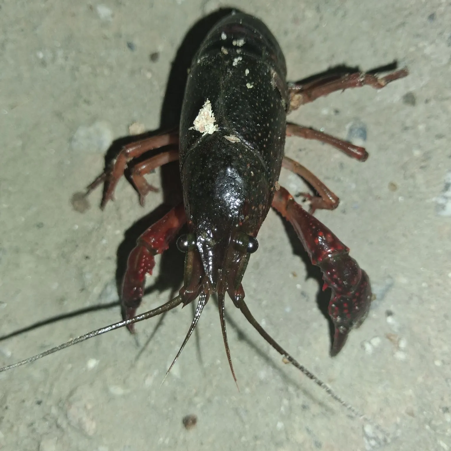 The most recent Red swamp crayfish catches on Fishbrain
