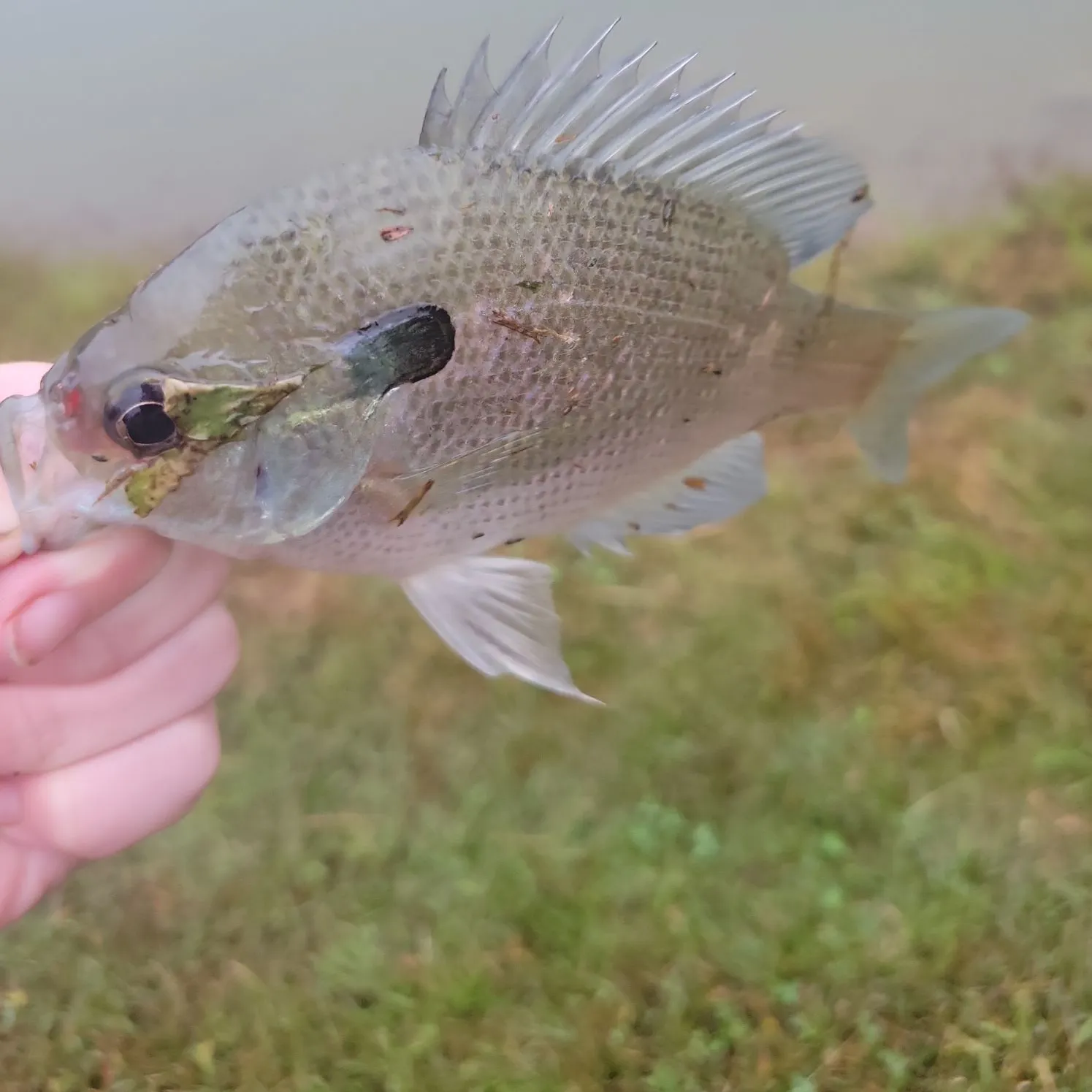 Redbreast sunfish caught on Fishbrain