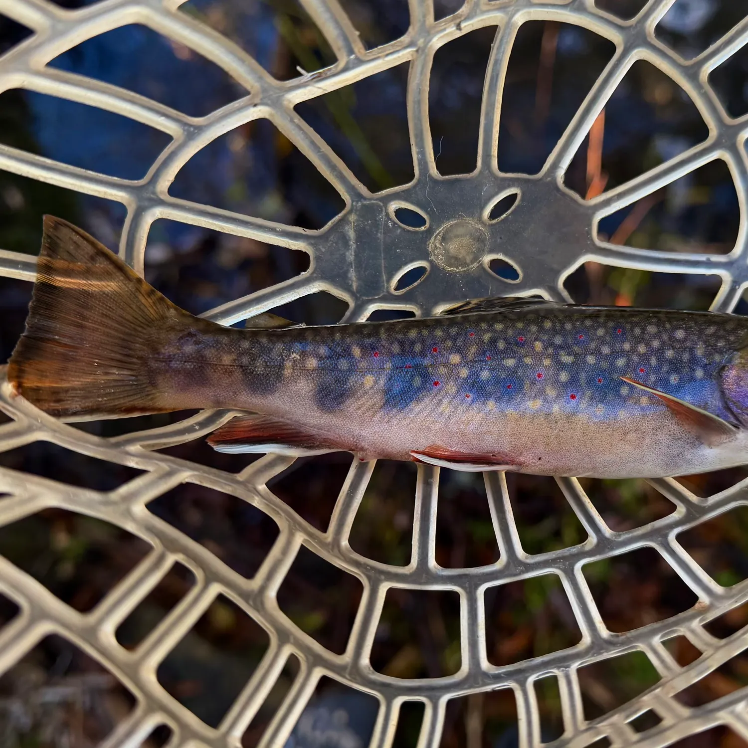 Brook trout caught on Fishbrain