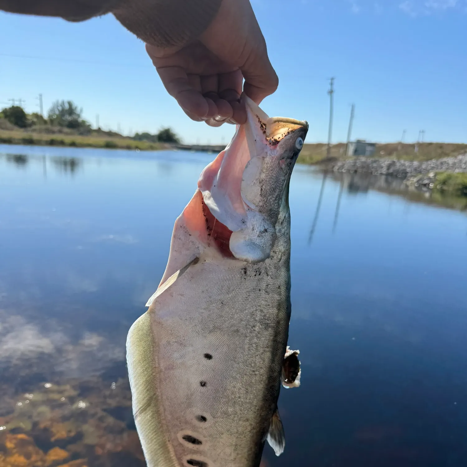 The most recent Clown knifefish catches on Fishbrain