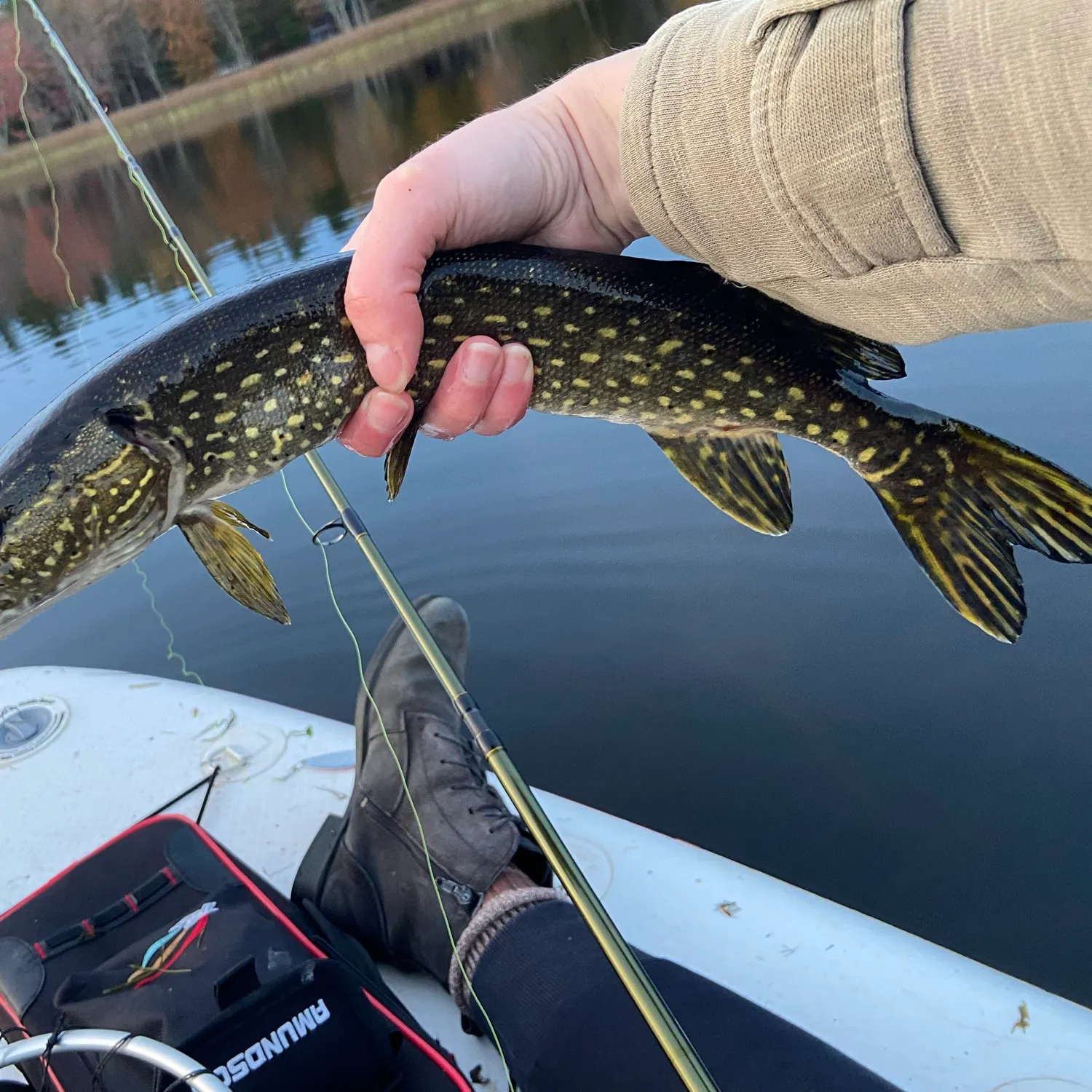 Northern pike caught on Fishbrain