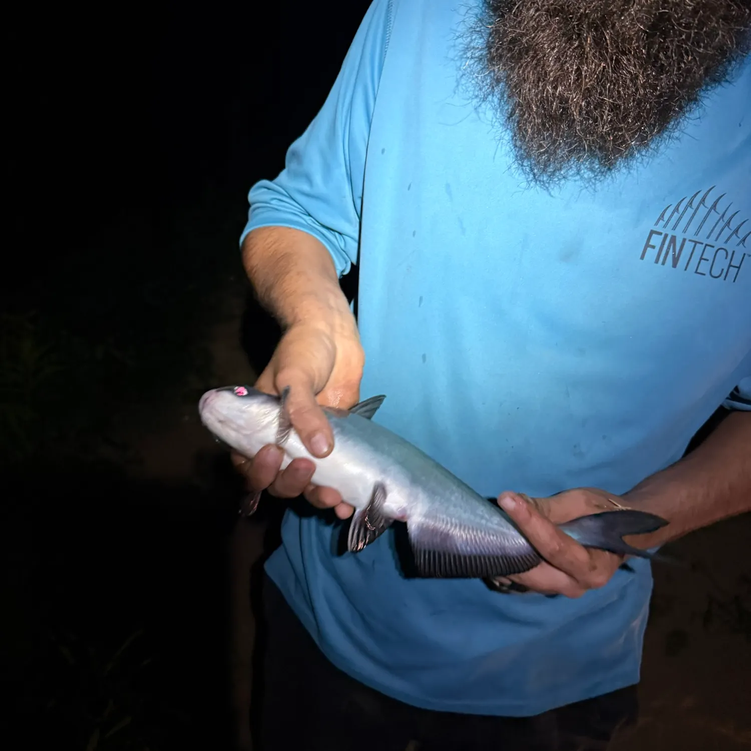 The most recent Blue catfish catches on Fishbrain