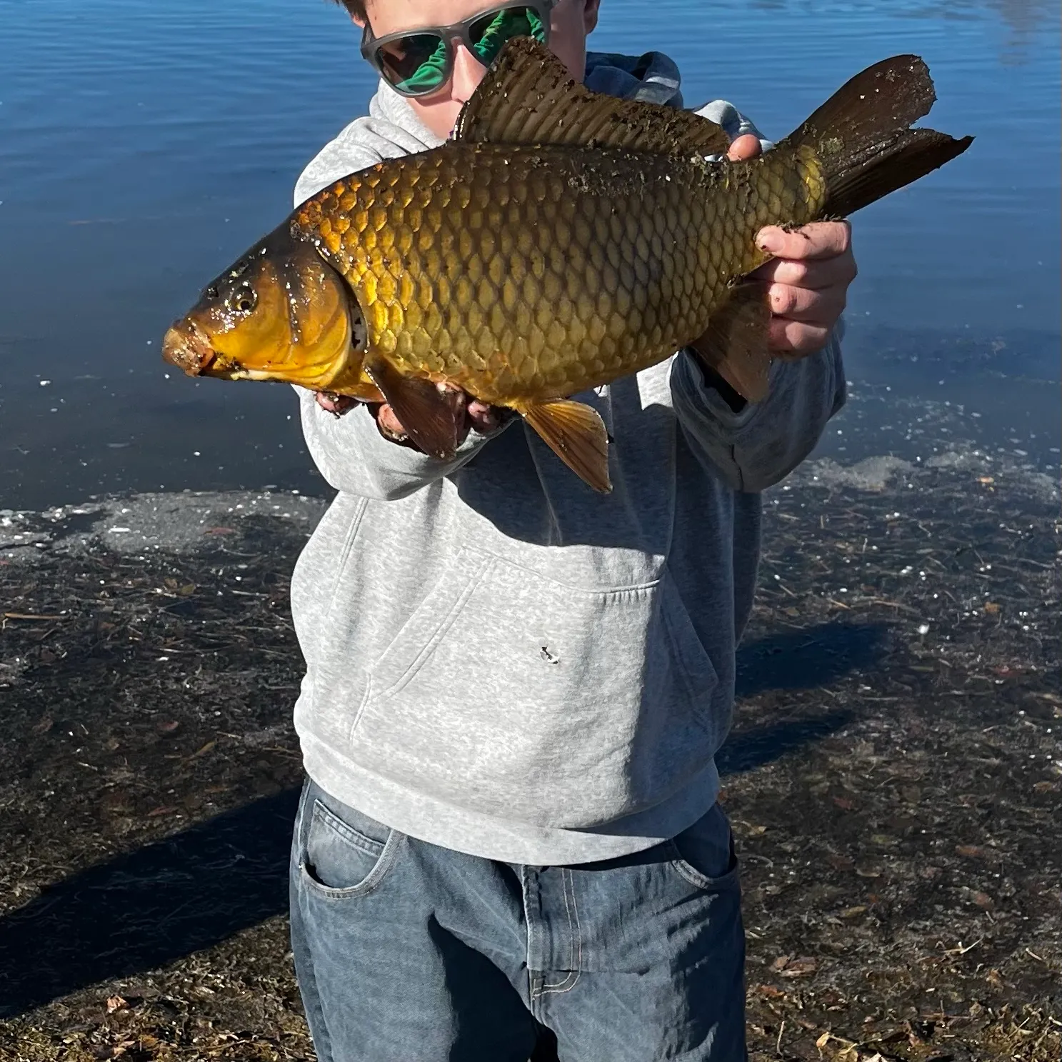 Common carp caught on Fishbrain
