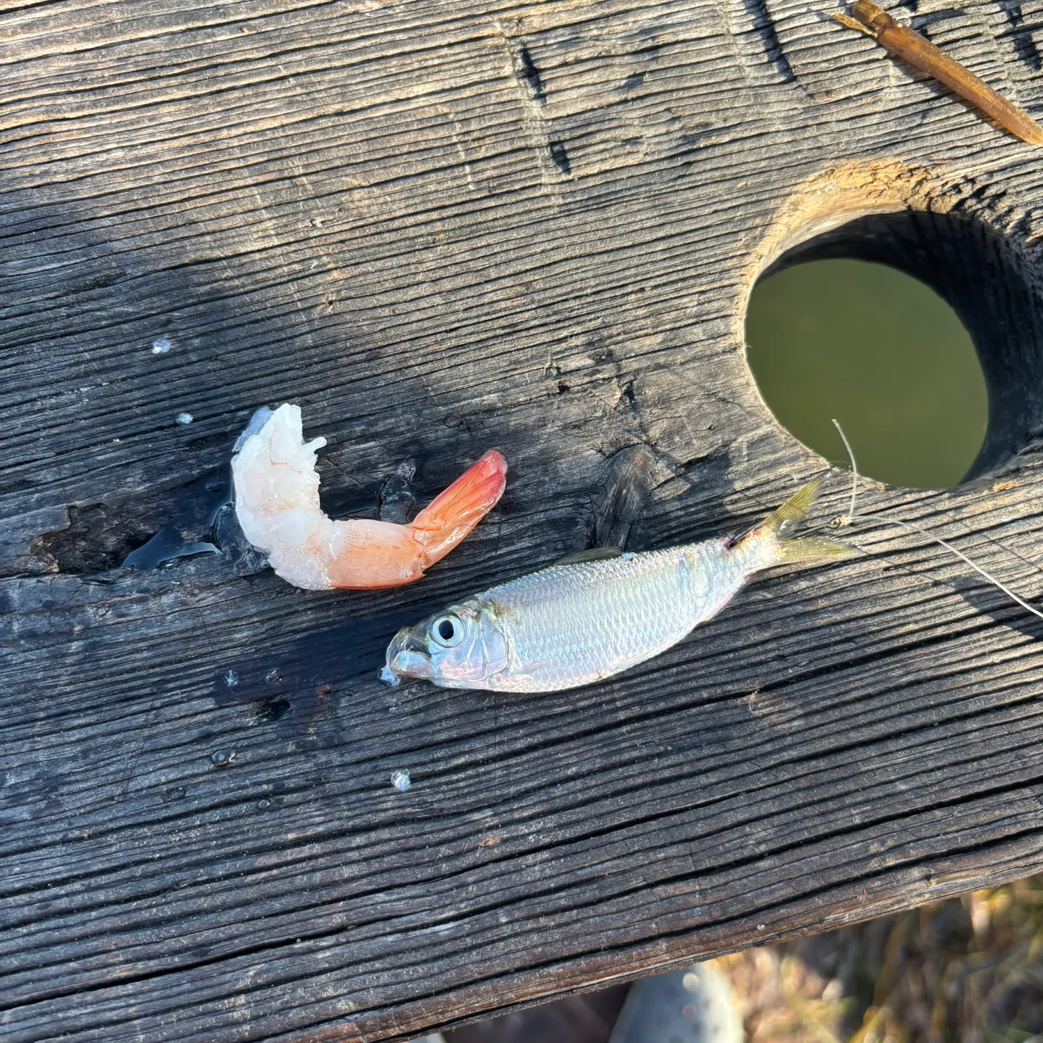 The most recent Scaled herring catches on Fishbrain
