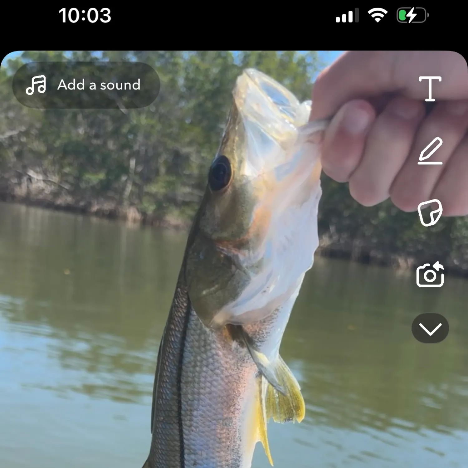 recently logged catches