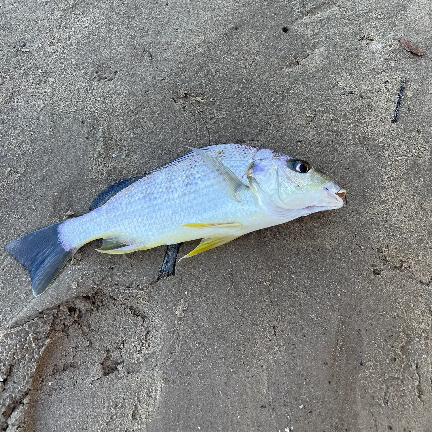 The most recent Yellowfin seabream catches on Fishbrain