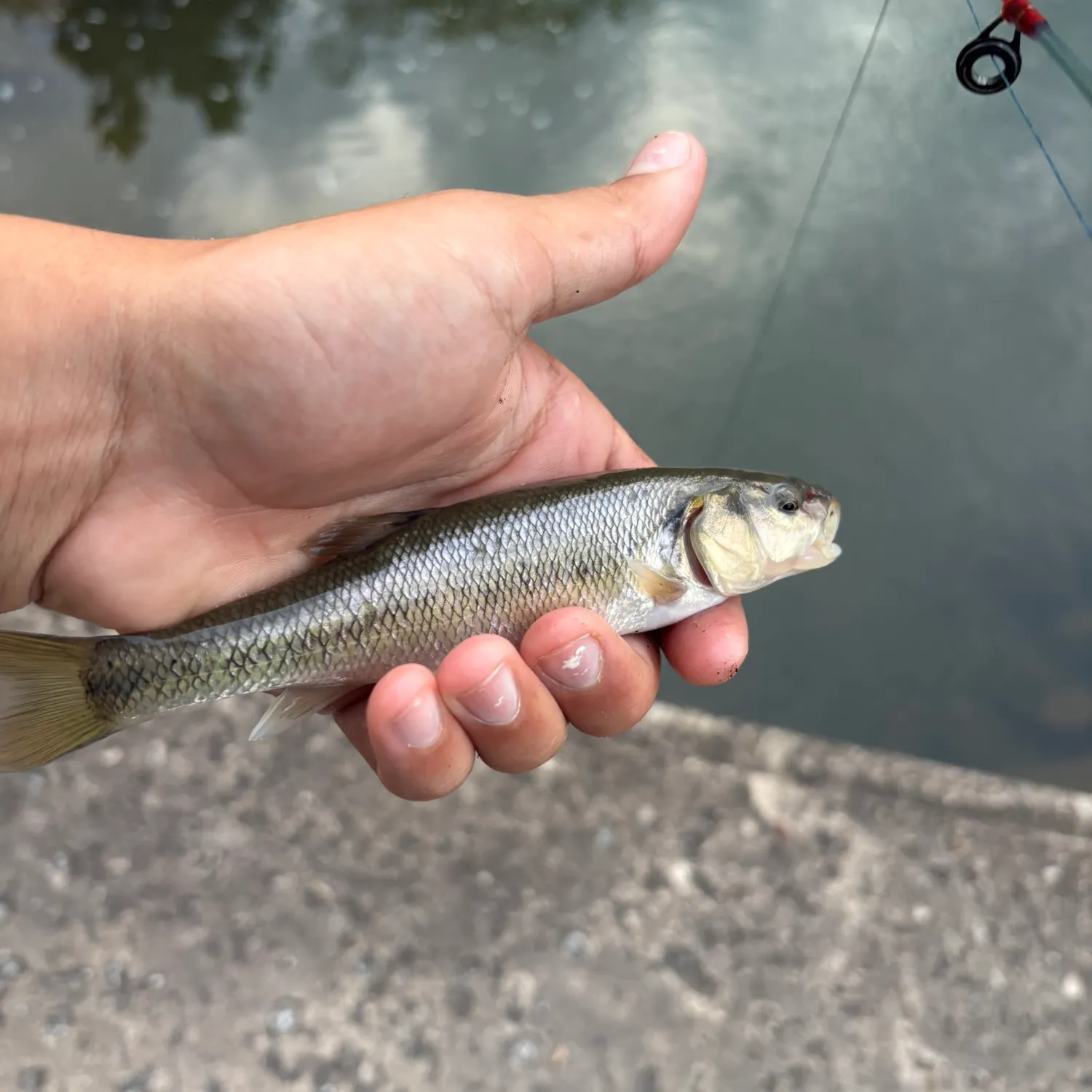 Creek chub caught on Fishbrain