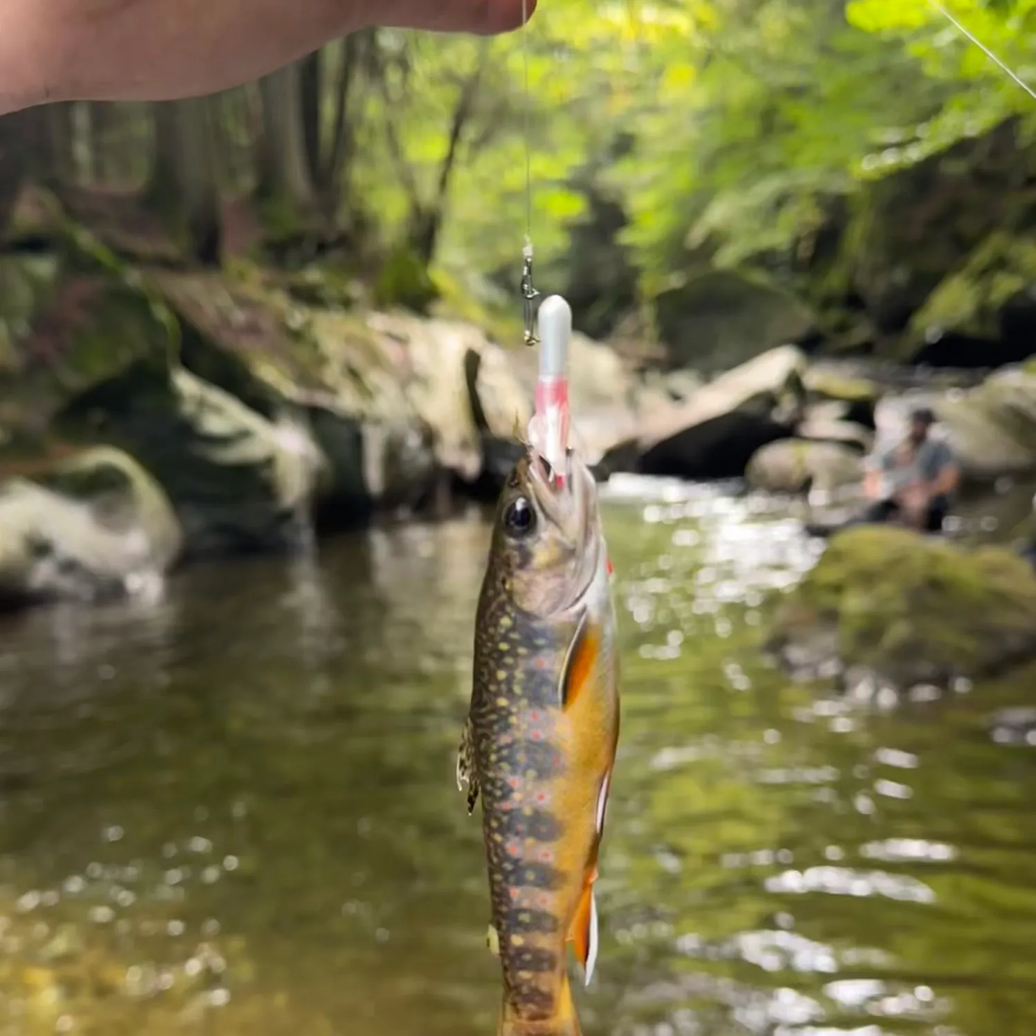 Brook trout caught on Fishbrain