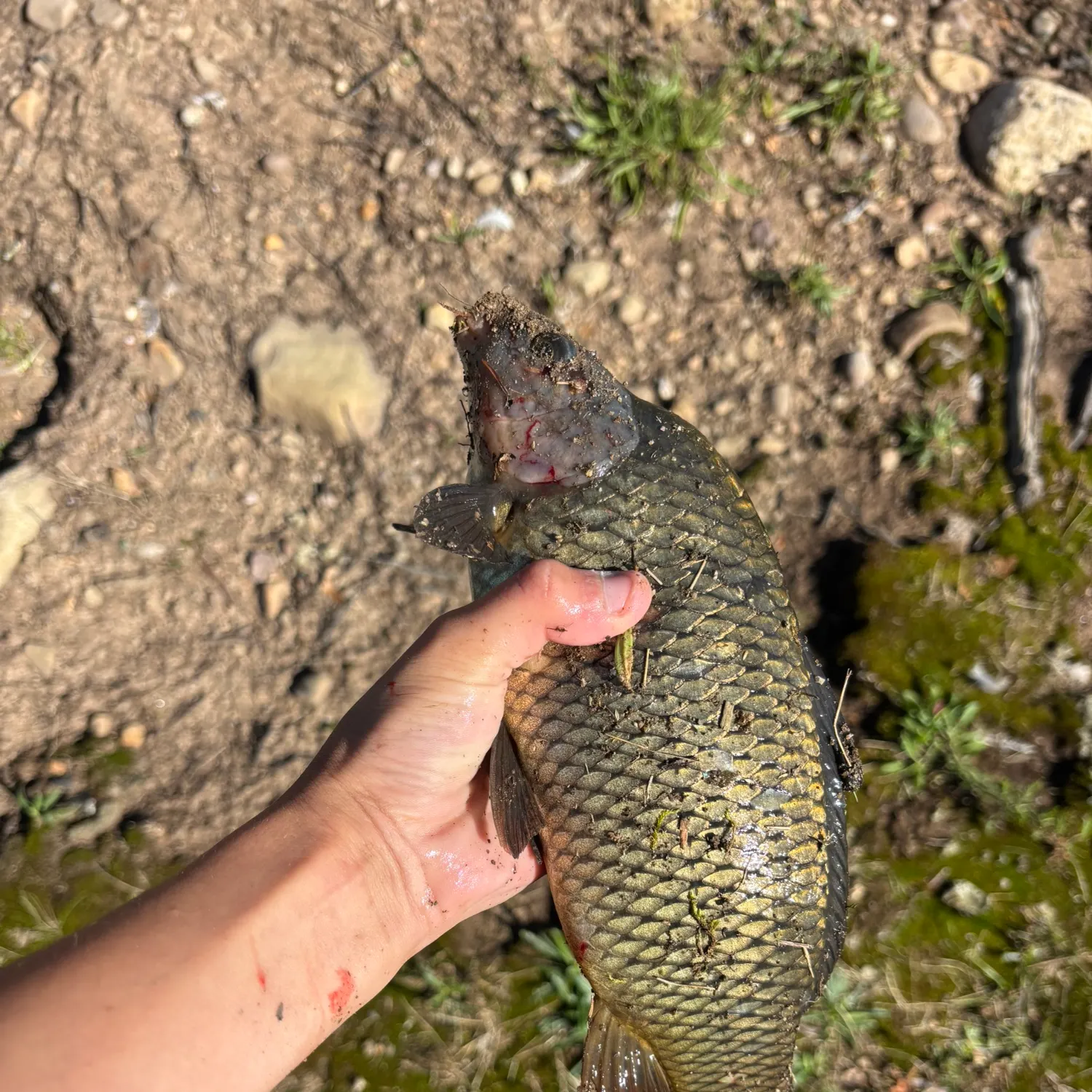 Common carp caught on Fishbrain