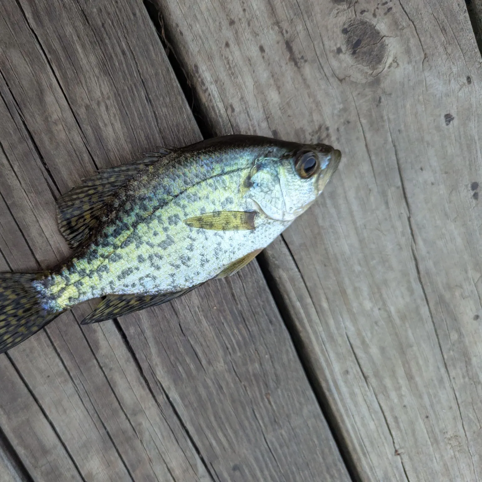 Black crappie caught on Fishbrain