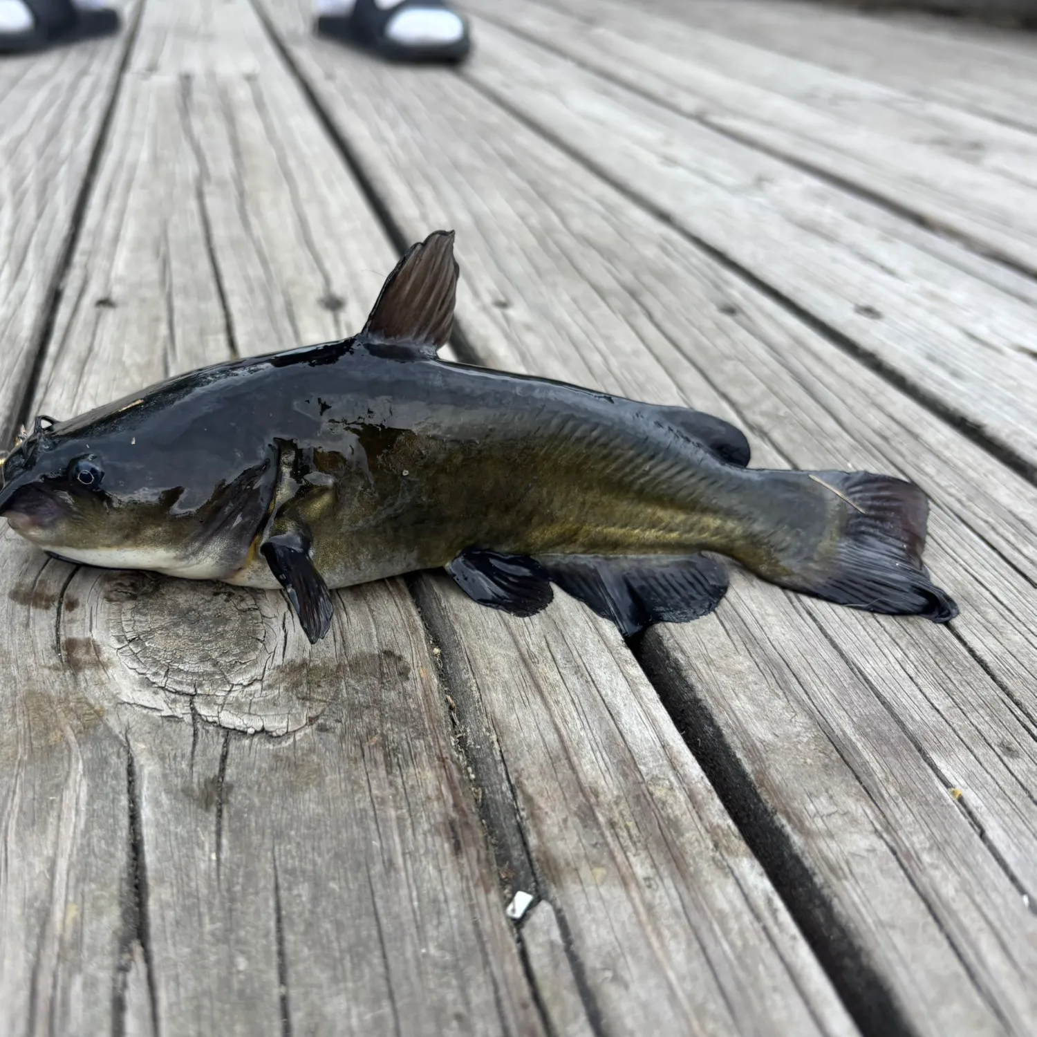 Black bullhead caught on Fishbrain